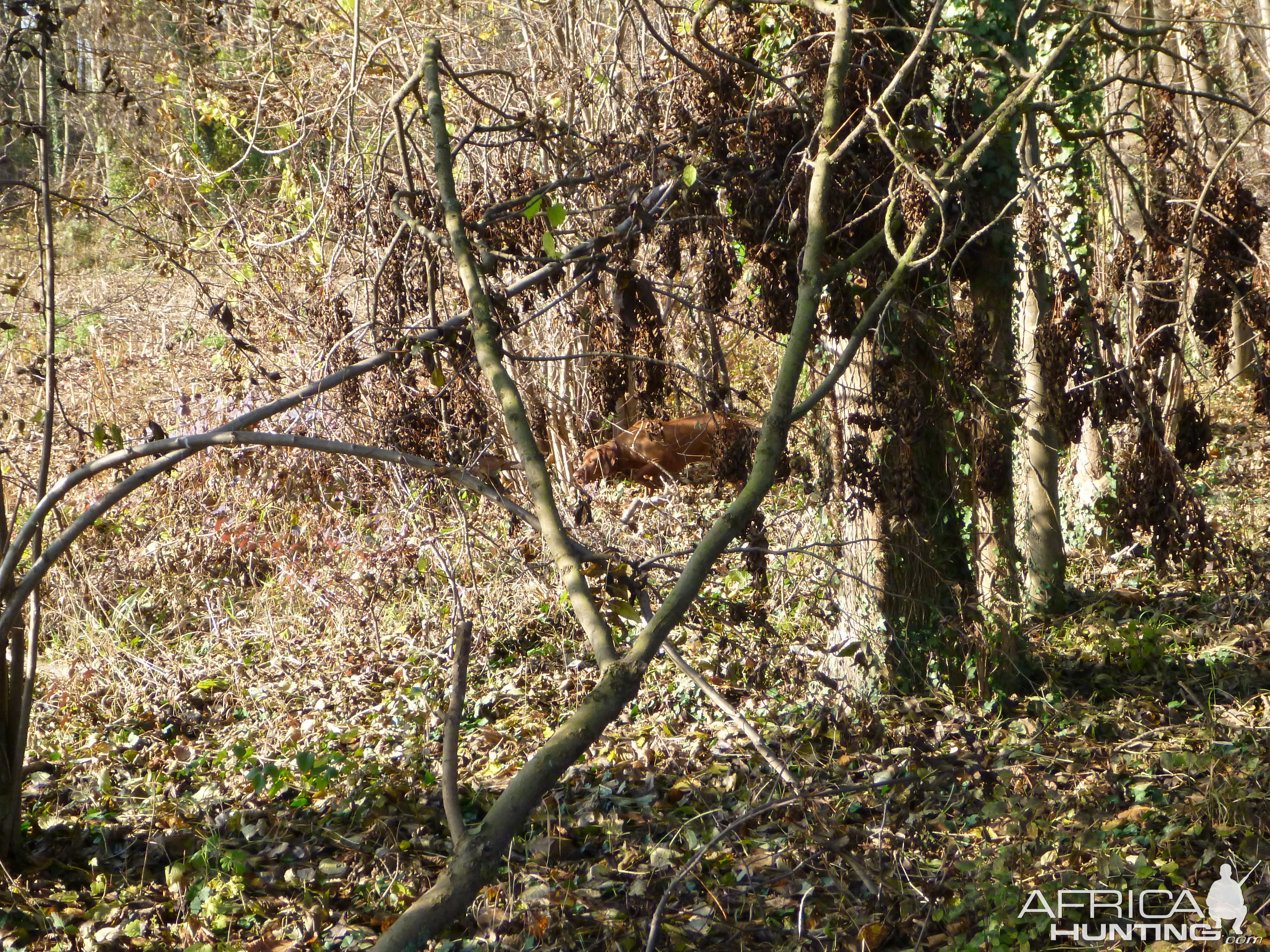 Vizsla Hunting in France