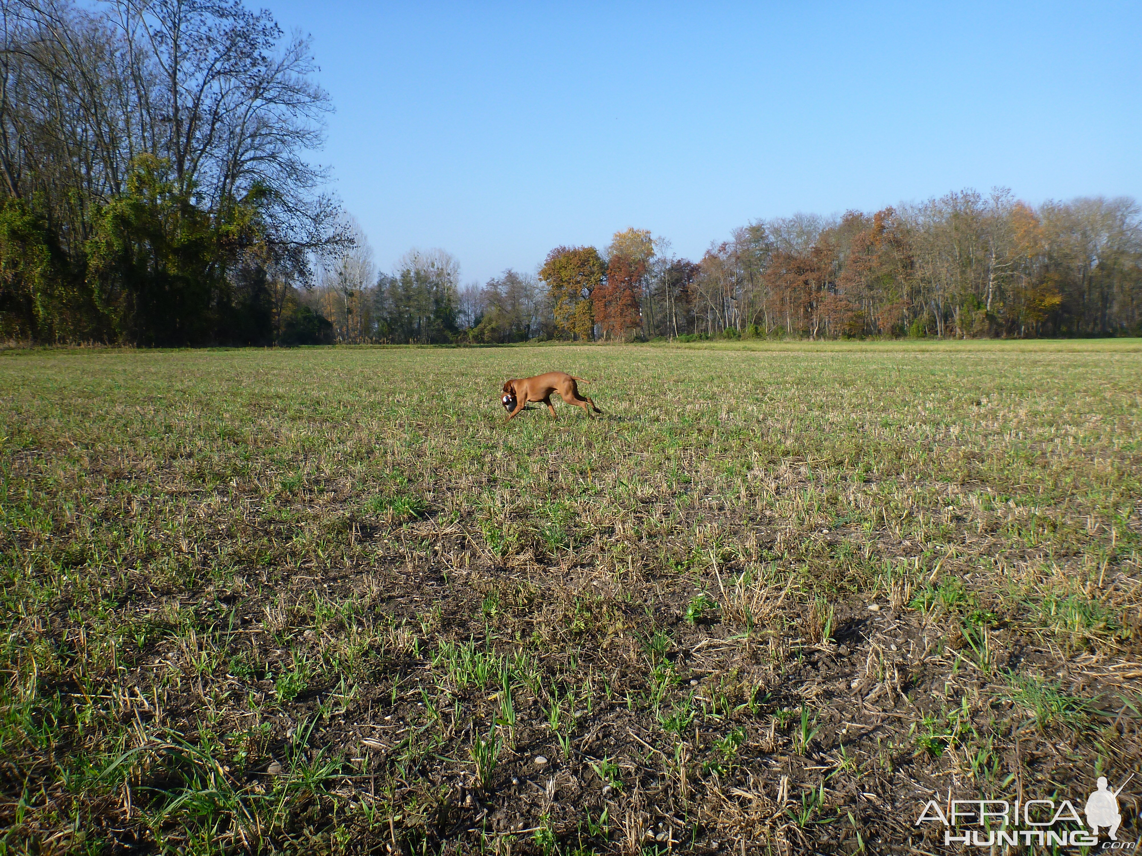 Vizsla Hunting in France