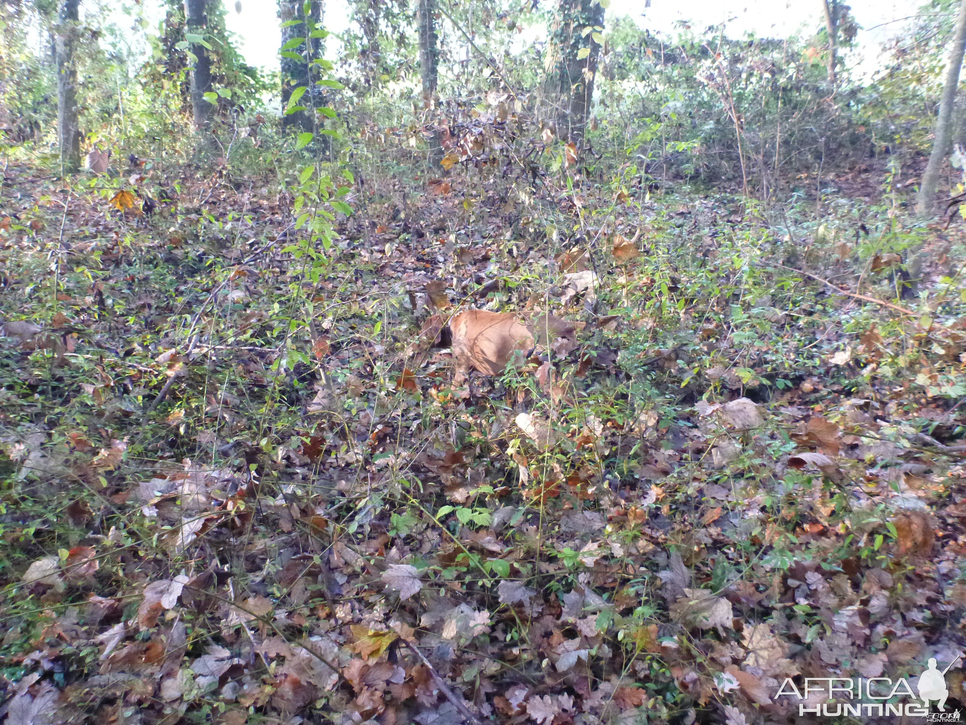 Vizsla Hunting in France