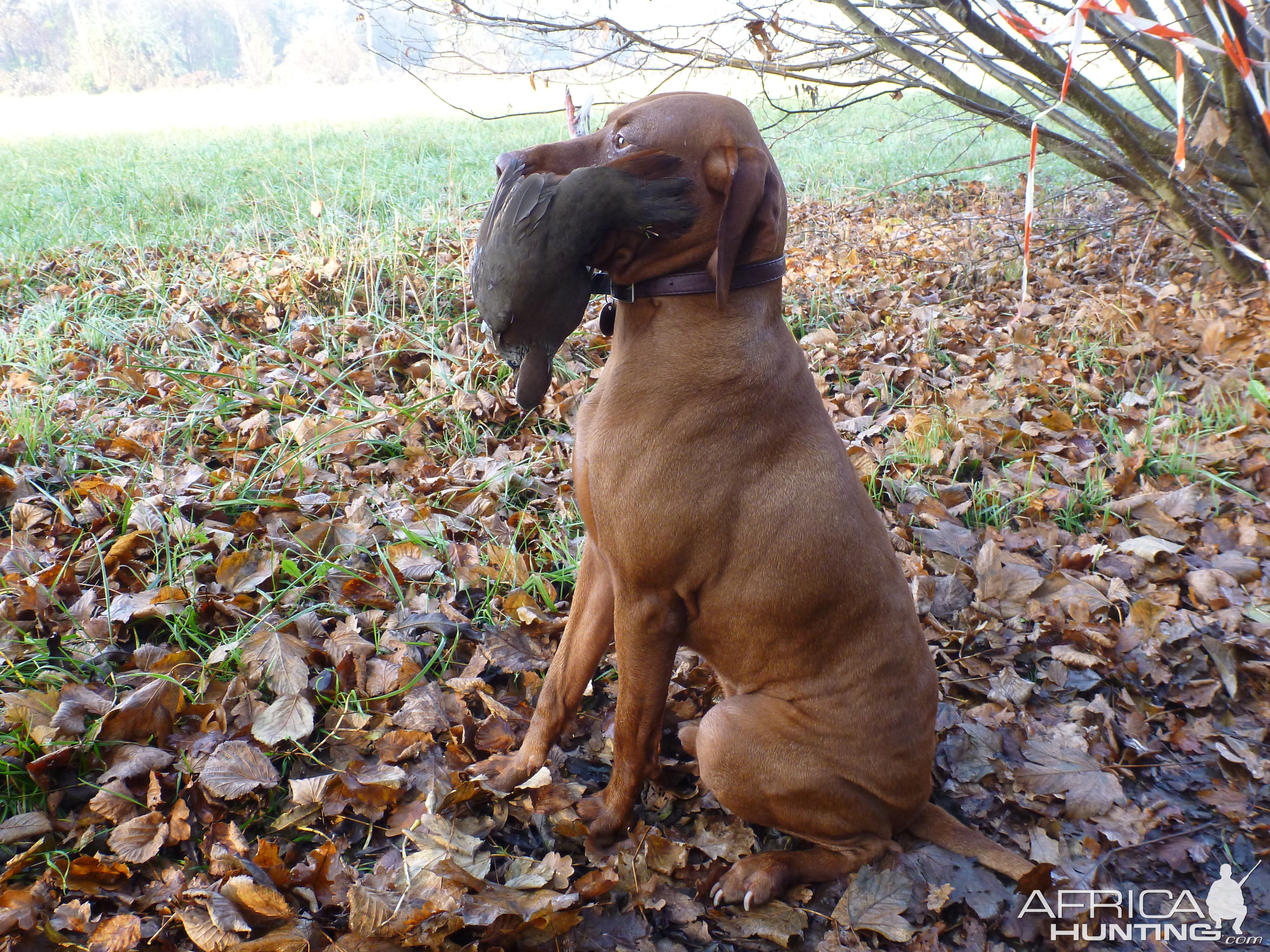 Vizsla Hunting in France