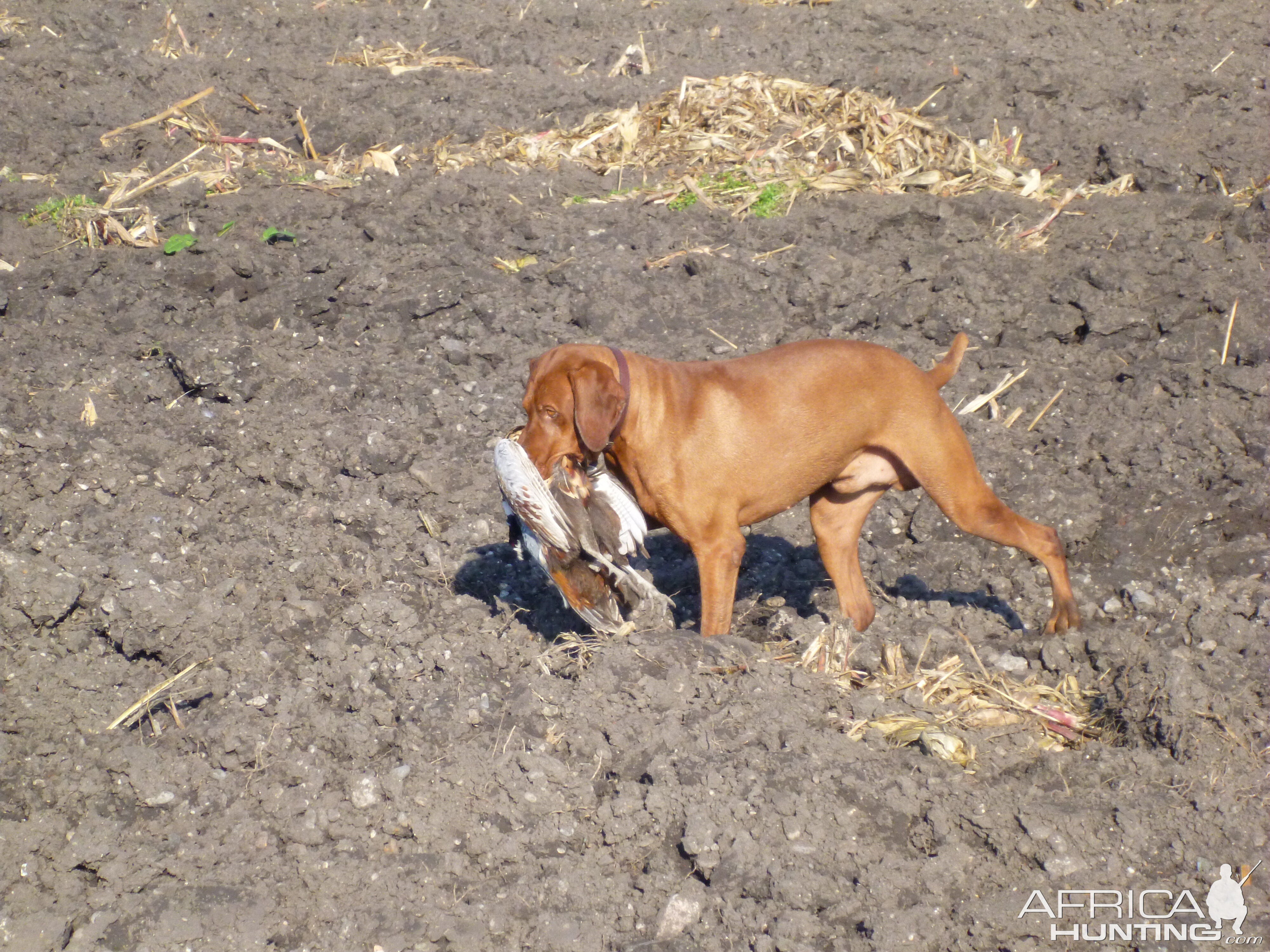 Vizsla Hunting in France