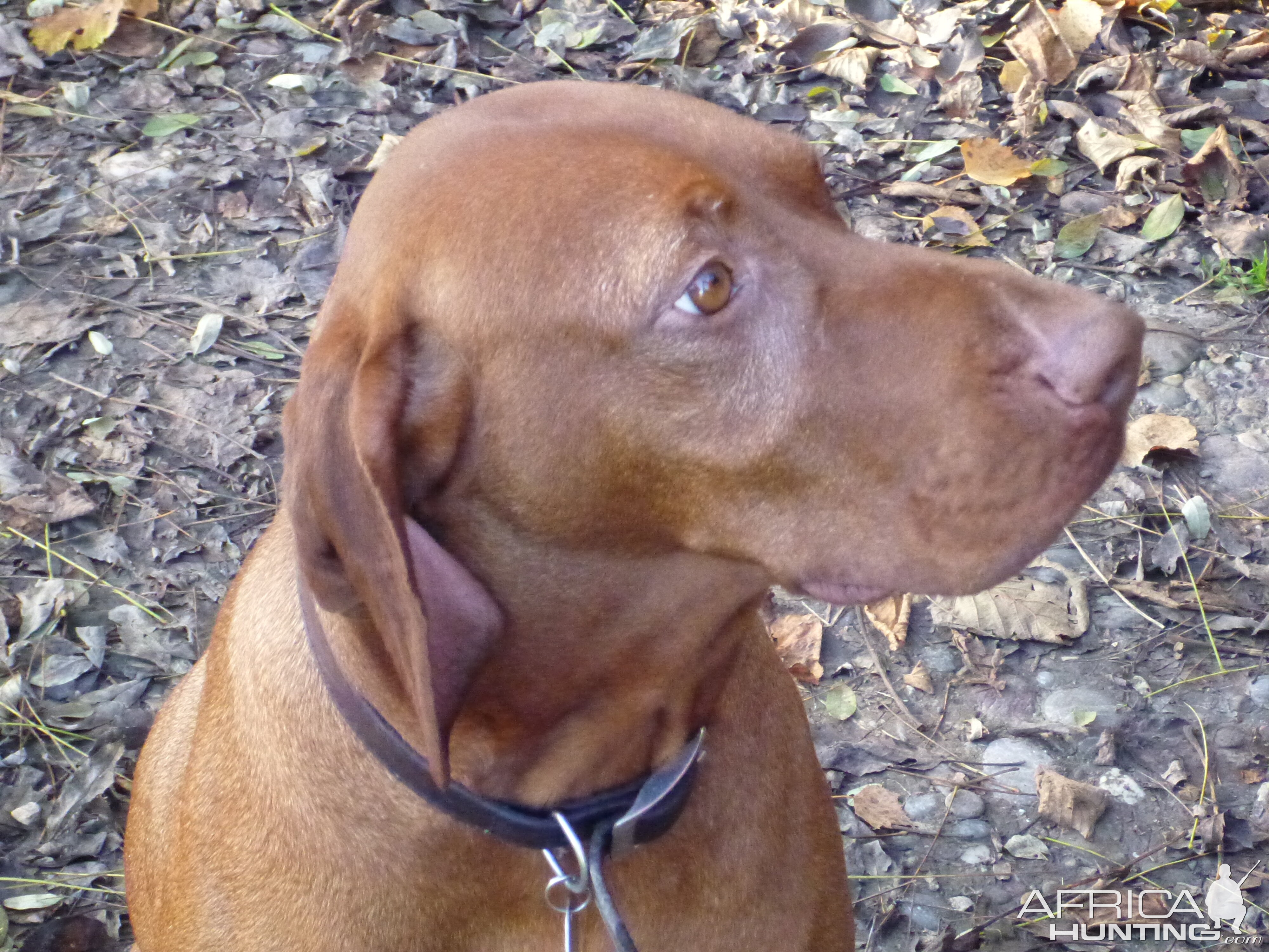 Vizsla Hunting in France