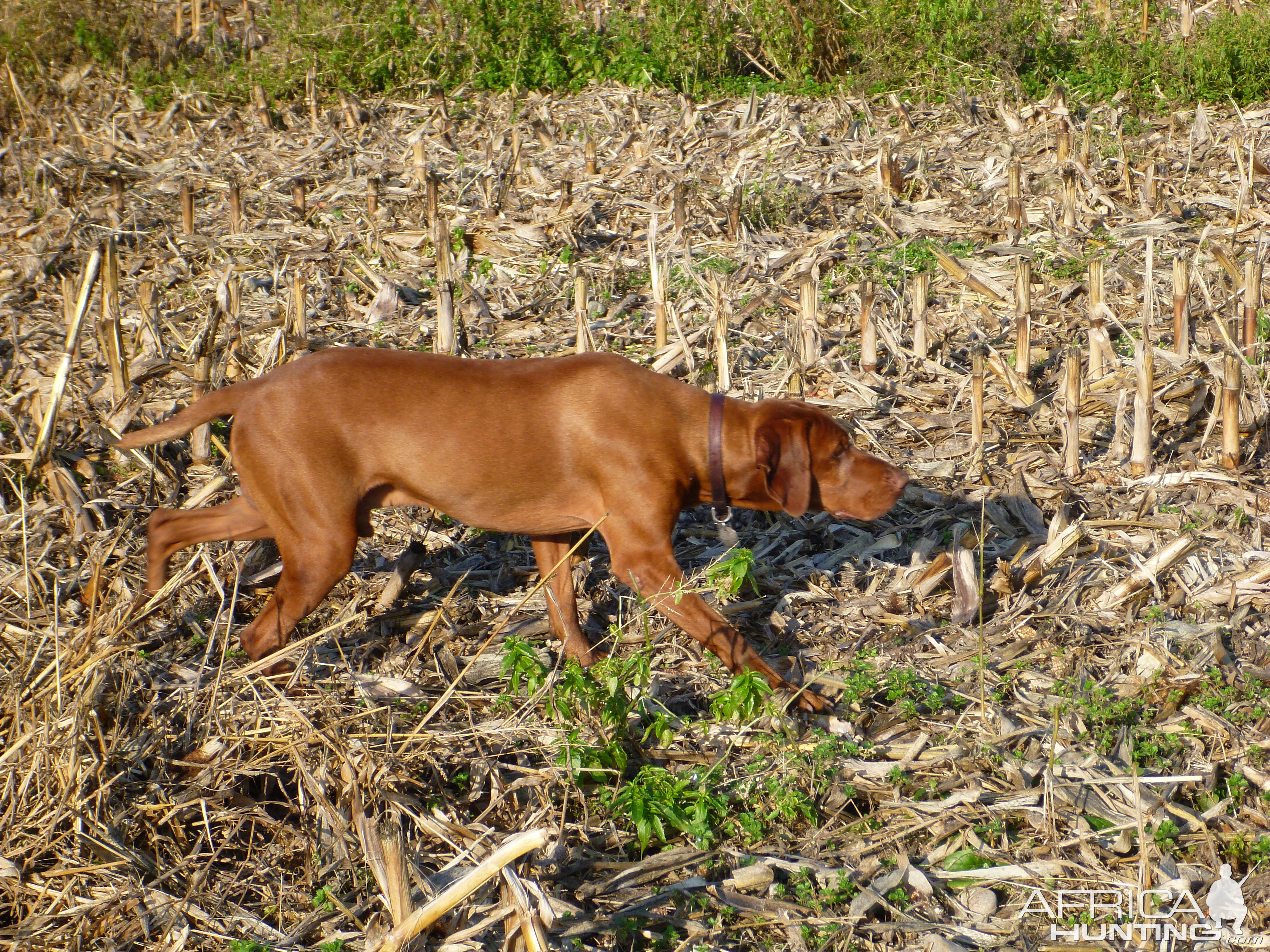 Vizsla Hunting in France