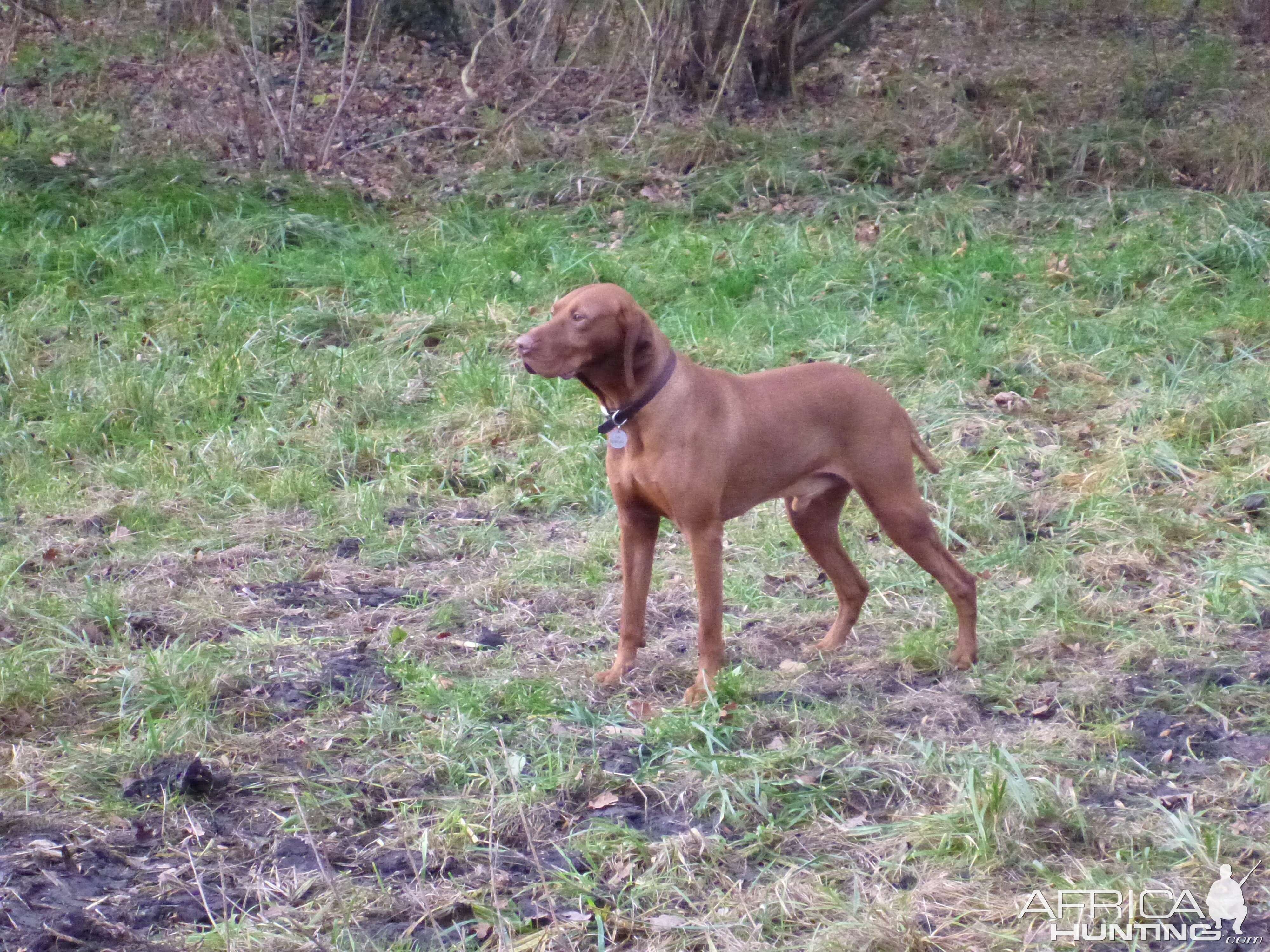 Vizsla Hunting in France