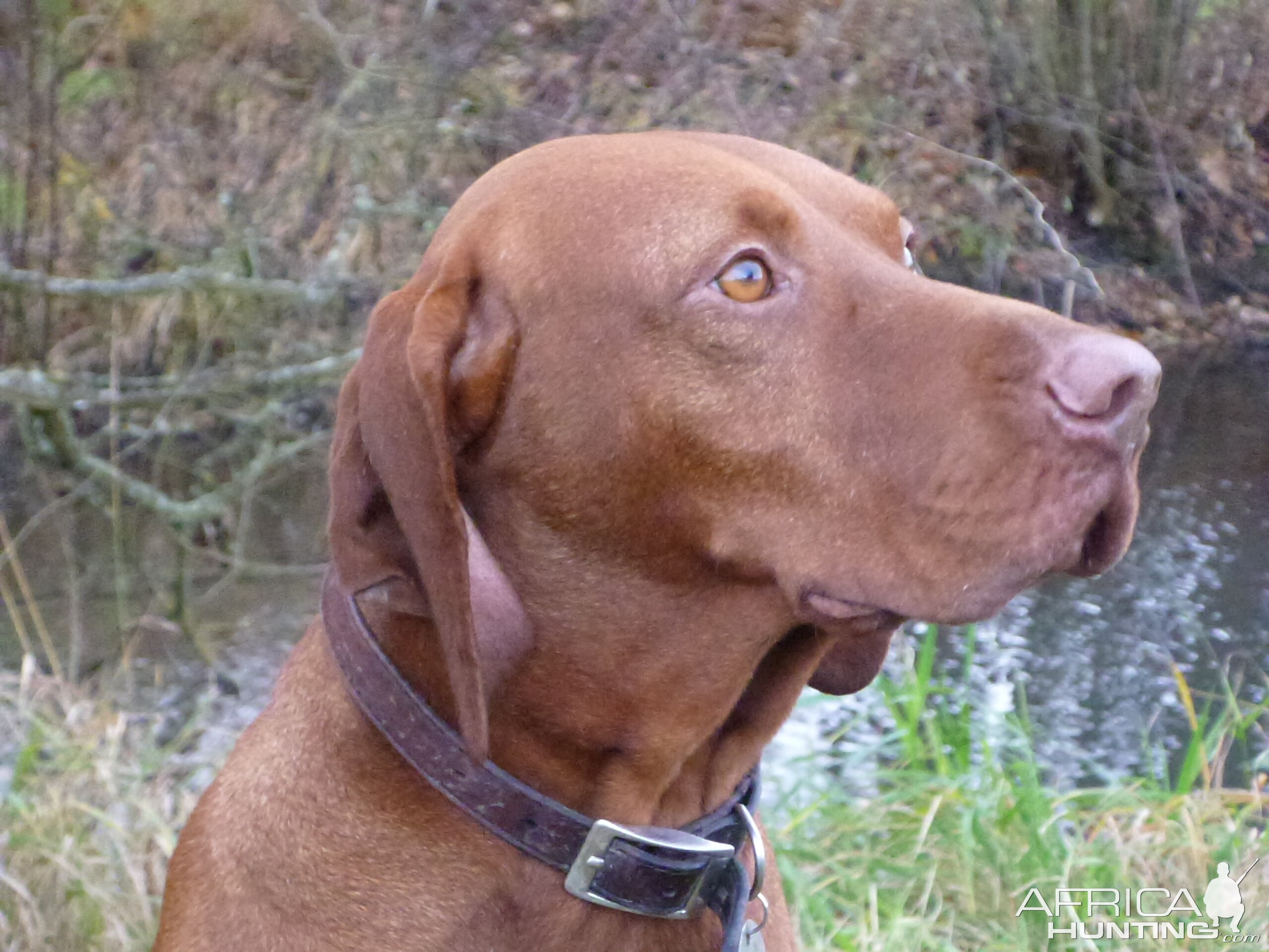 Vizsla Hunting in France