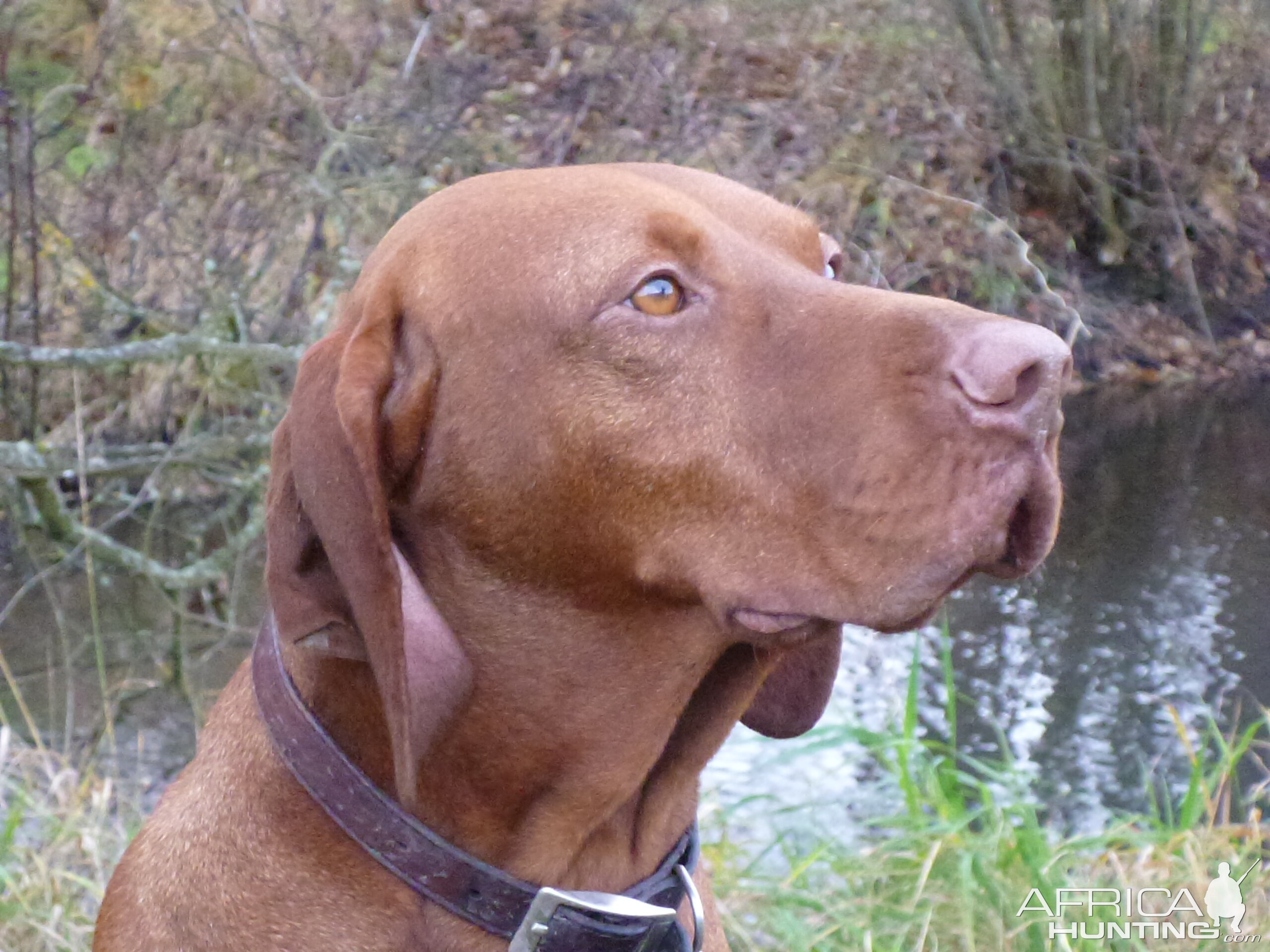 Vizsla Hunting in France