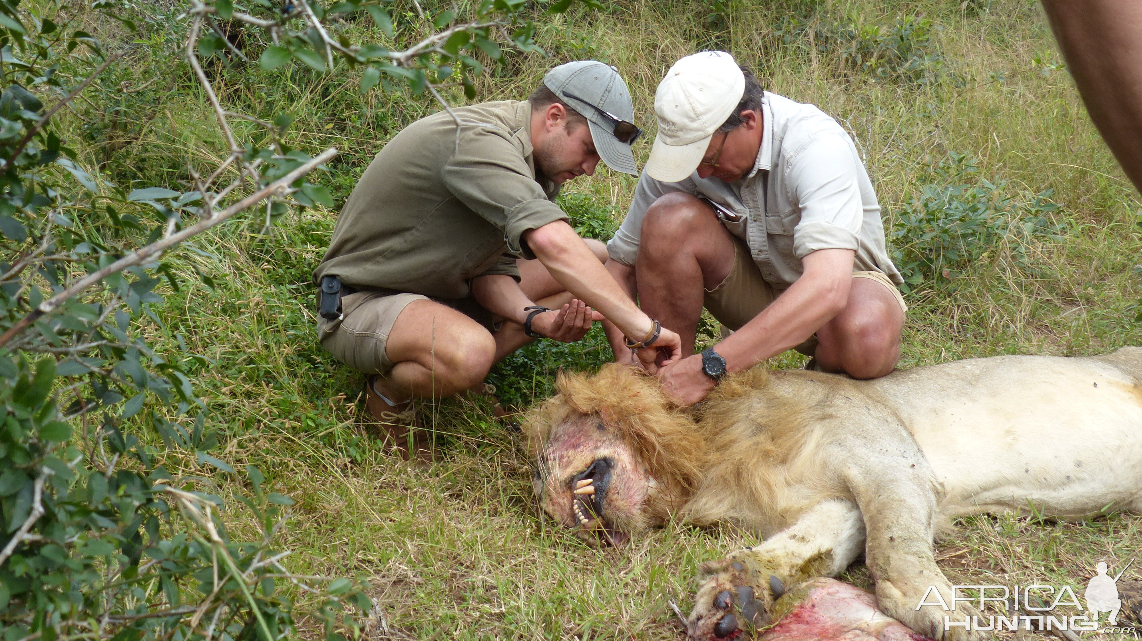 Volunteering on wildlife reserves and with wildlife veterinarians in Africa