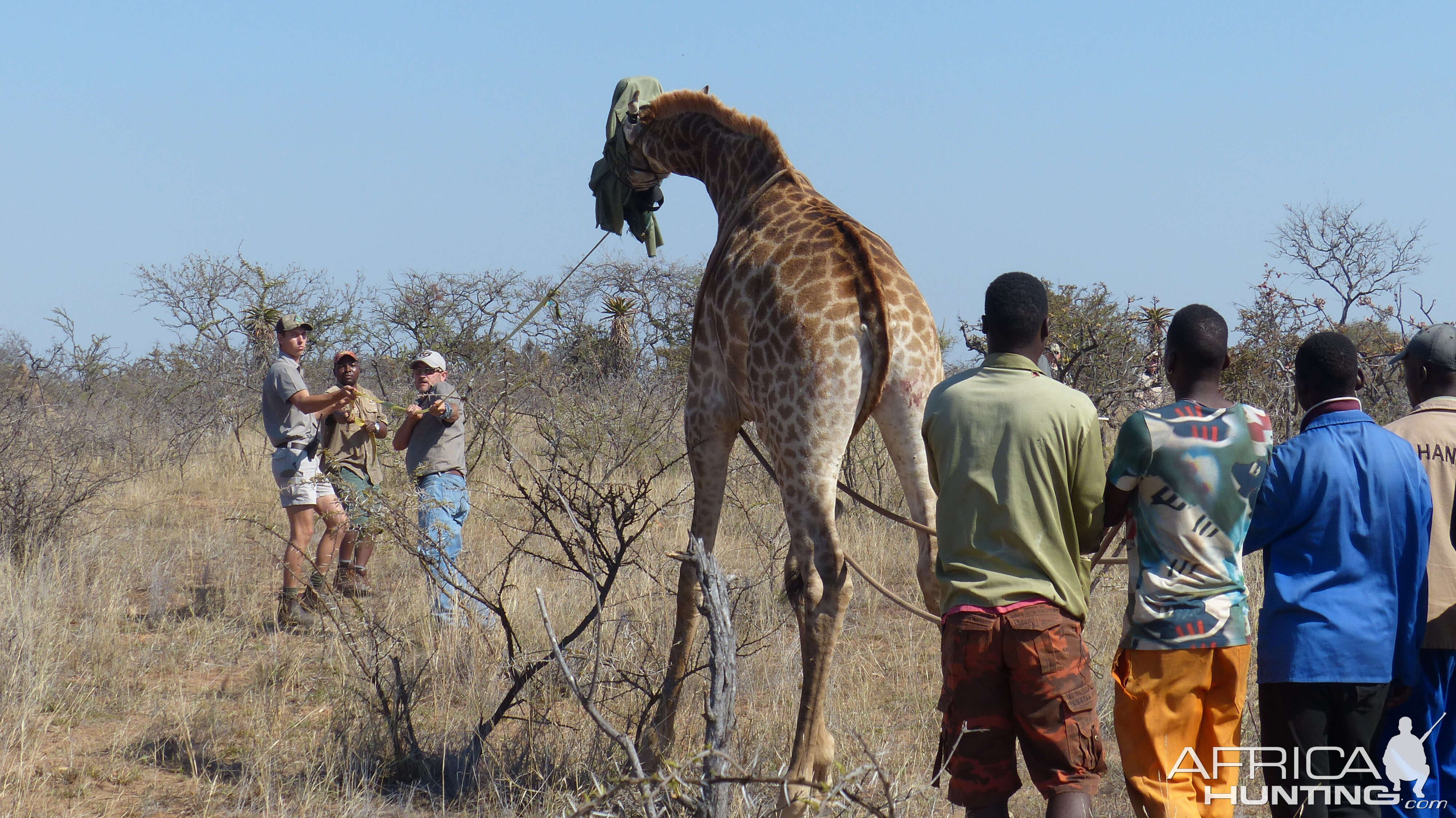 Volunteering on wildlife reserves and with wildlife veterinarians in Africa