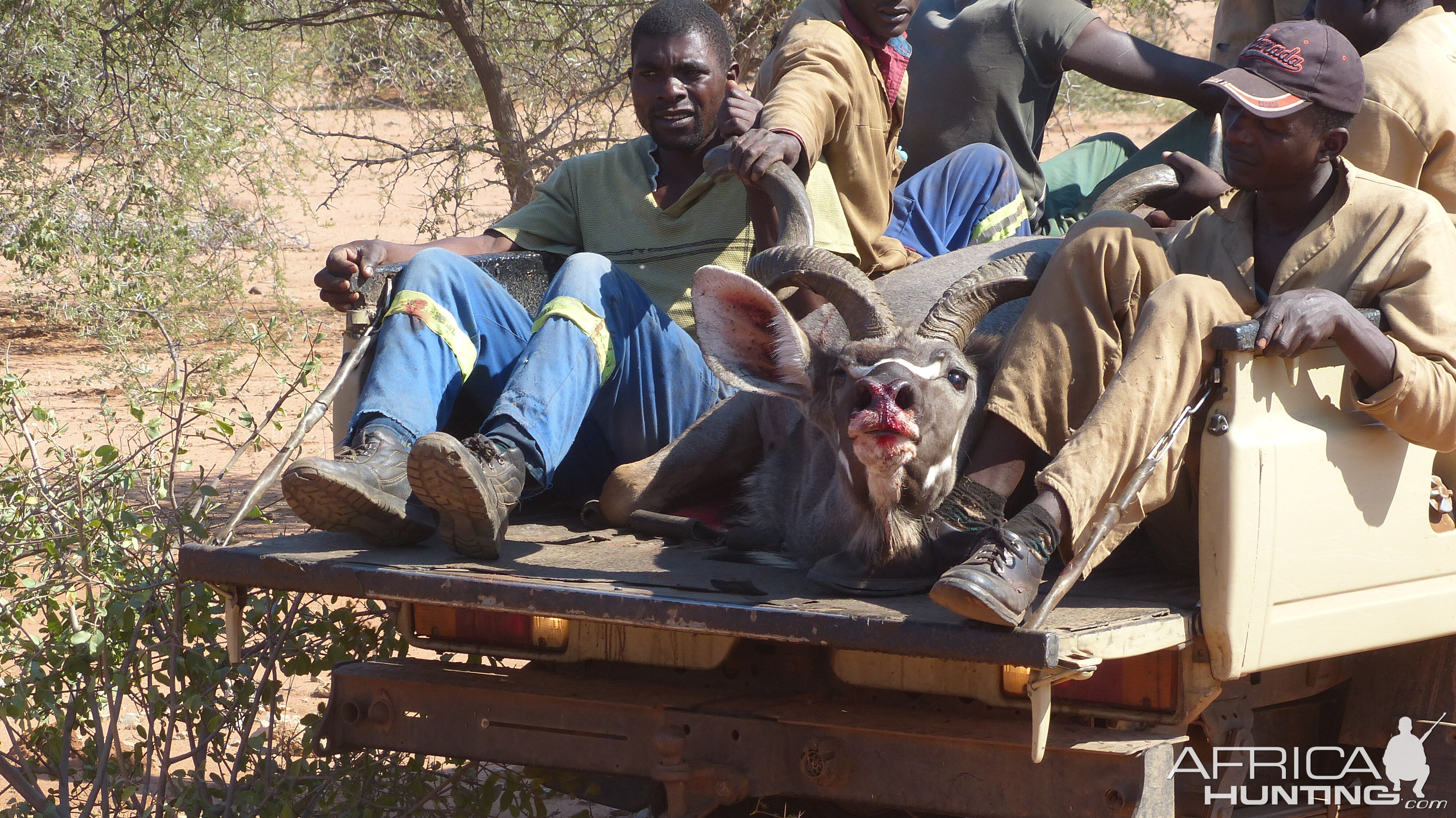 Volunteering on wildlife reserves and with wildlife veterinarians in Africa