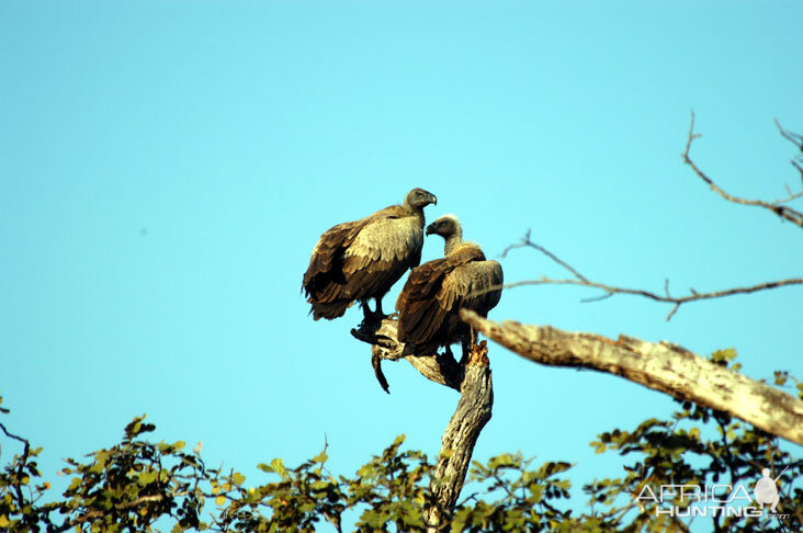 Vulture in Zambia