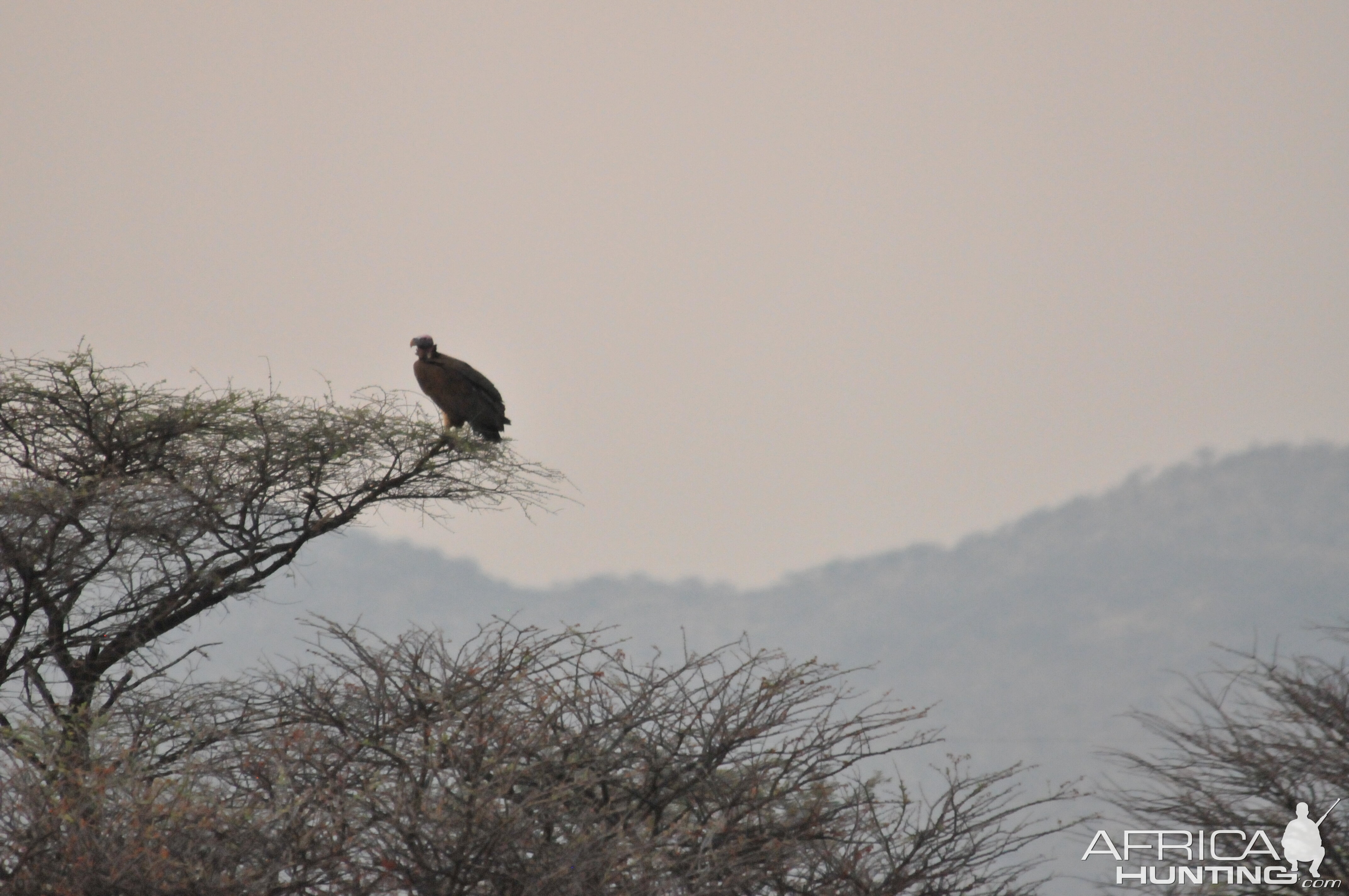 Vulture Namibia