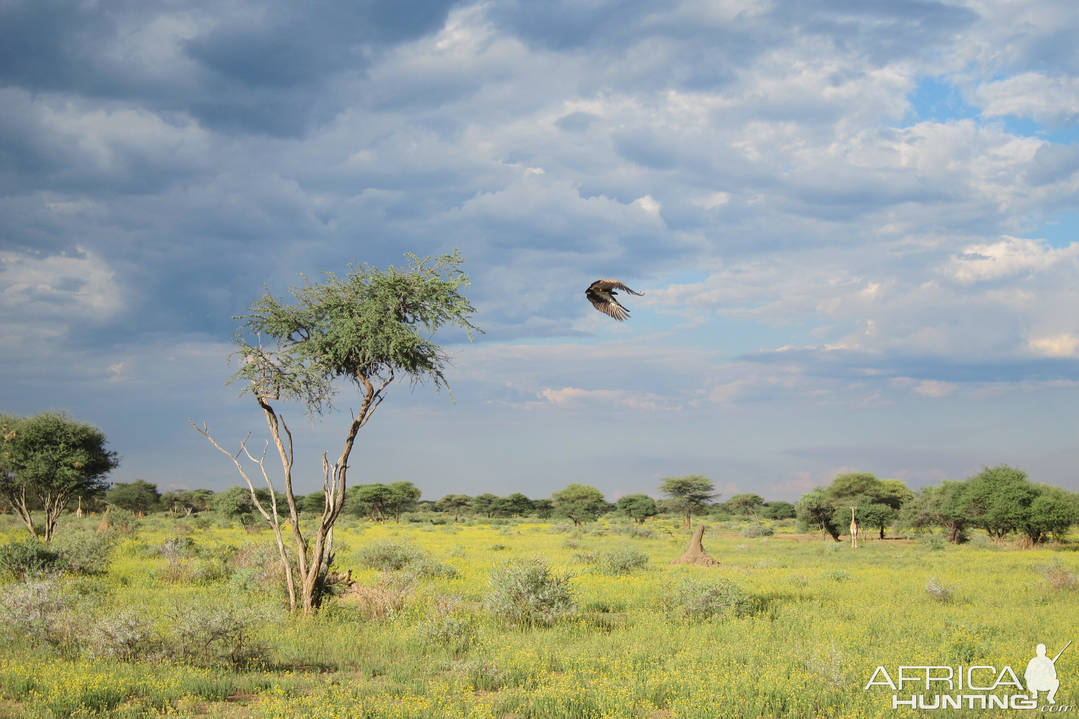 Vulture Namibia