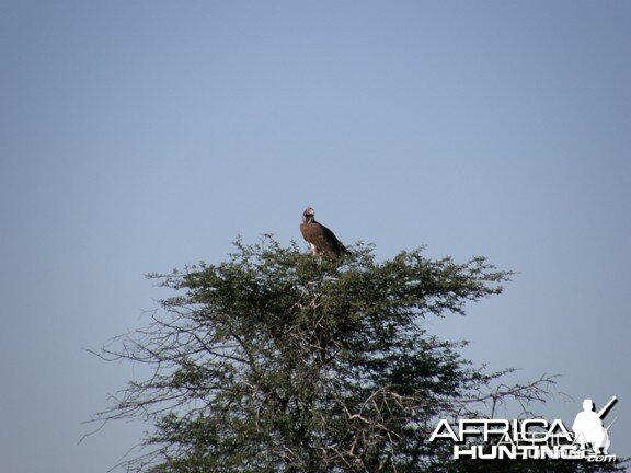 Vulture Namibia