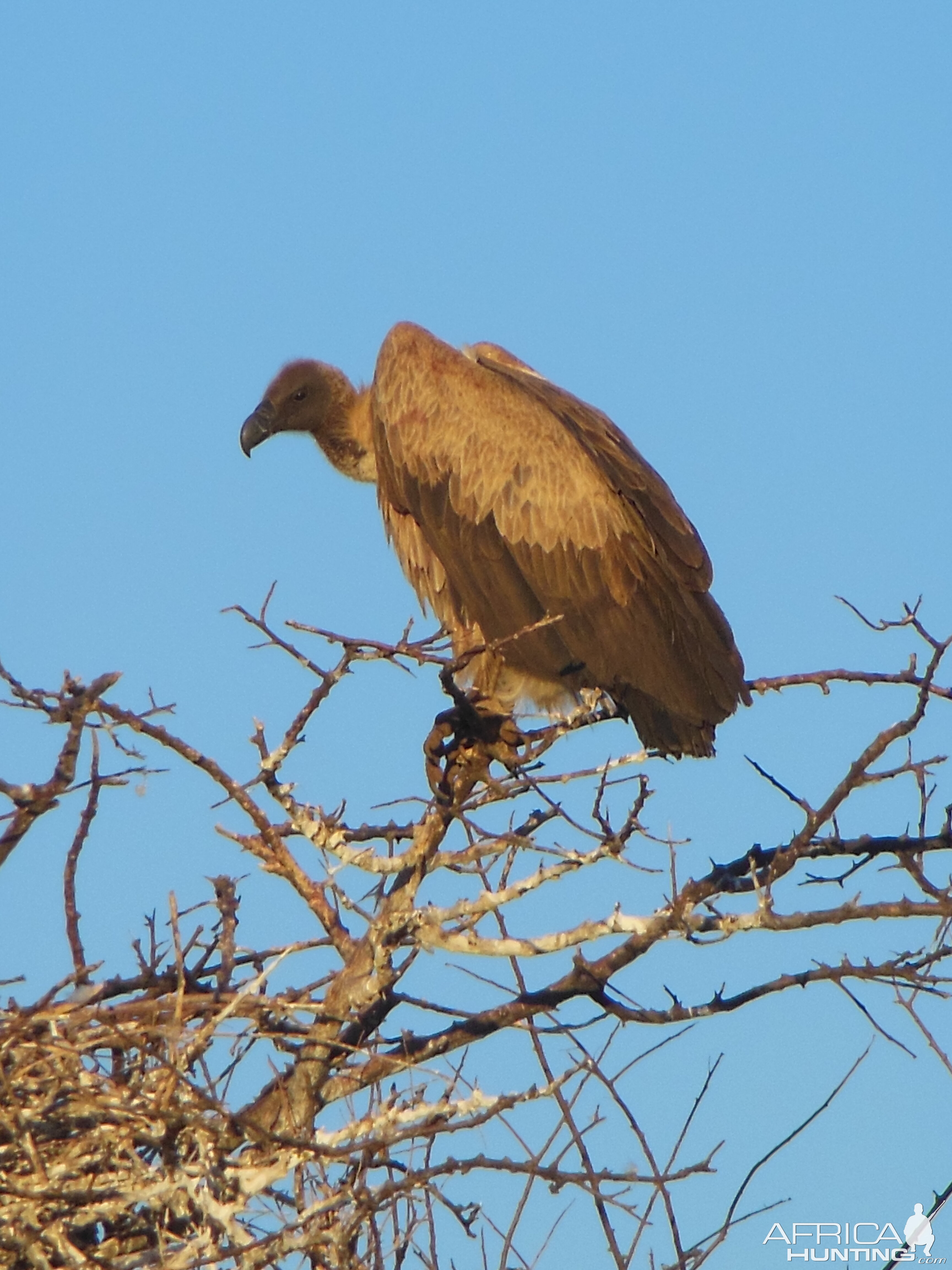 Vulture Namibia