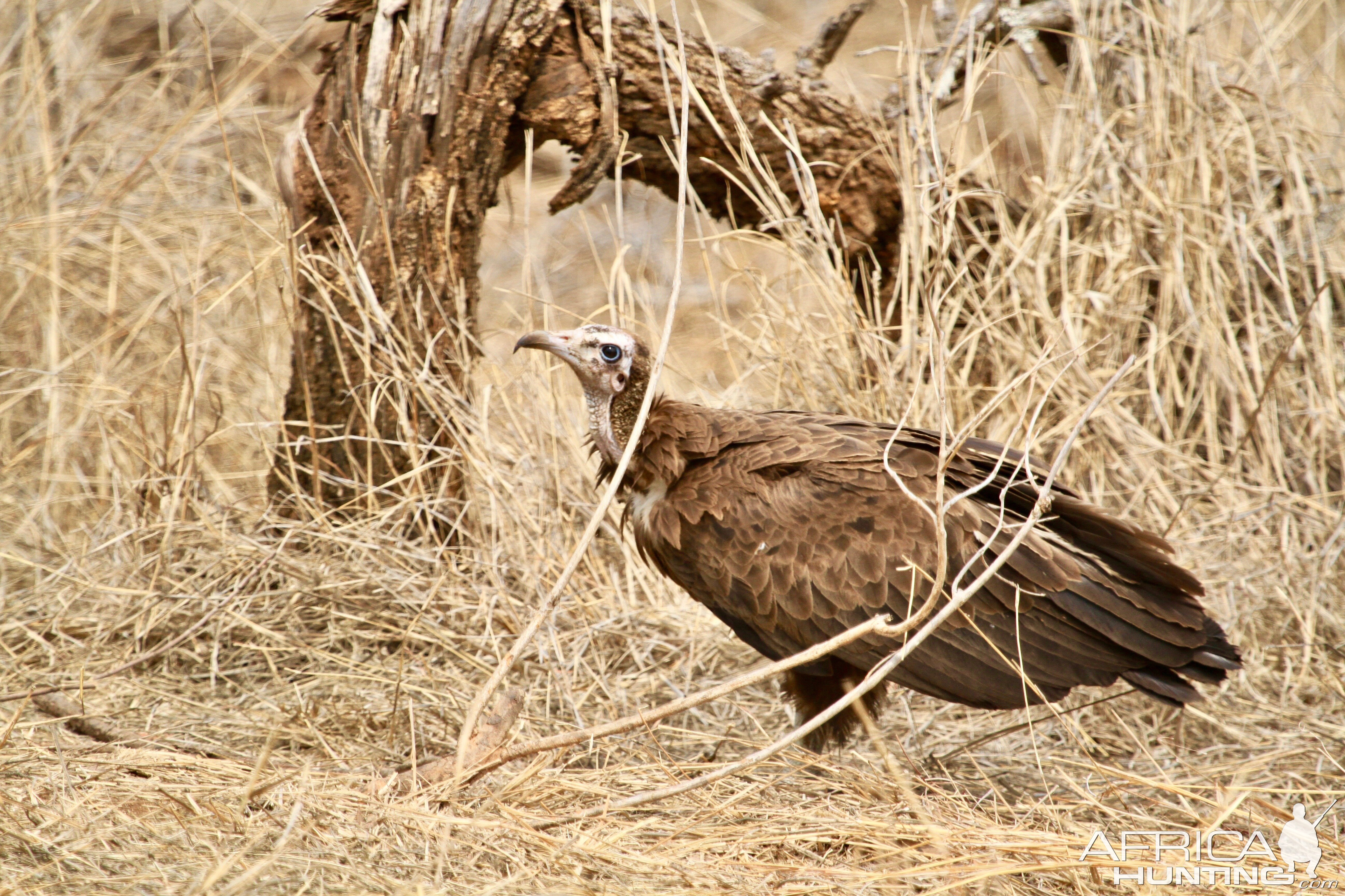 Vulture