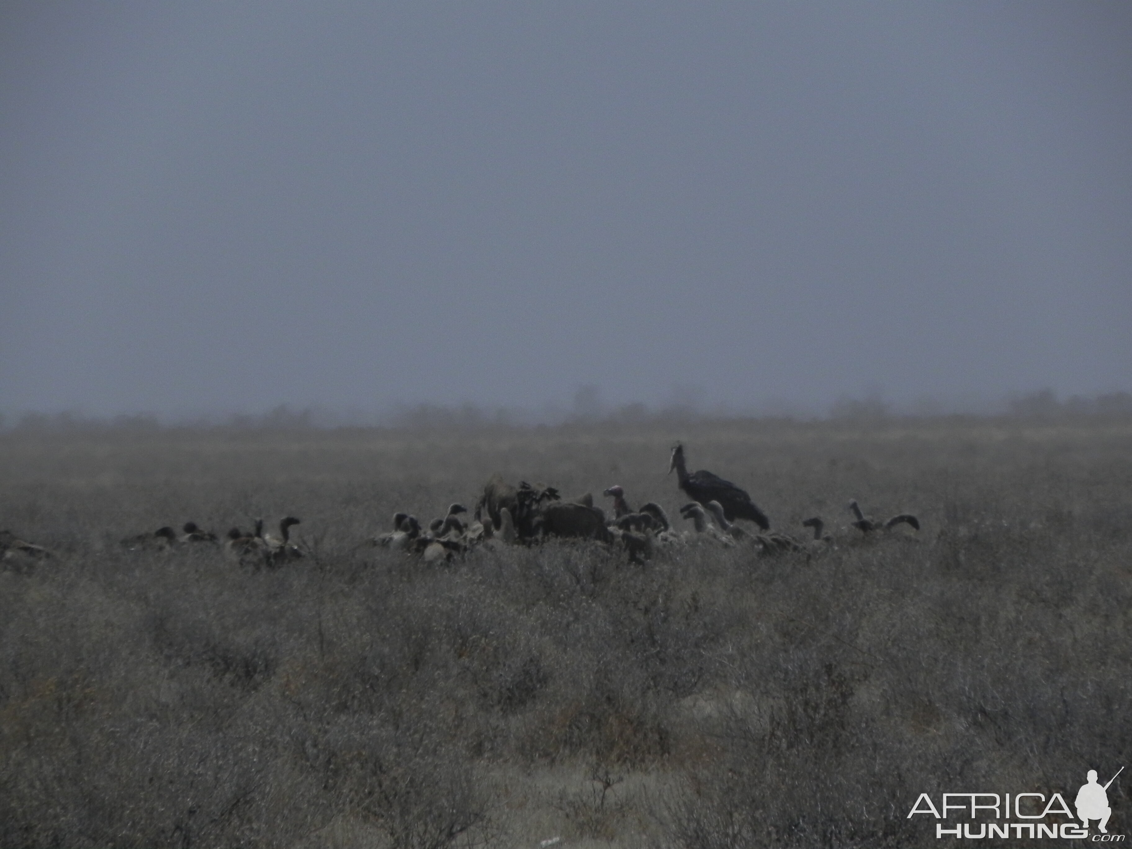 Vultures Namibia