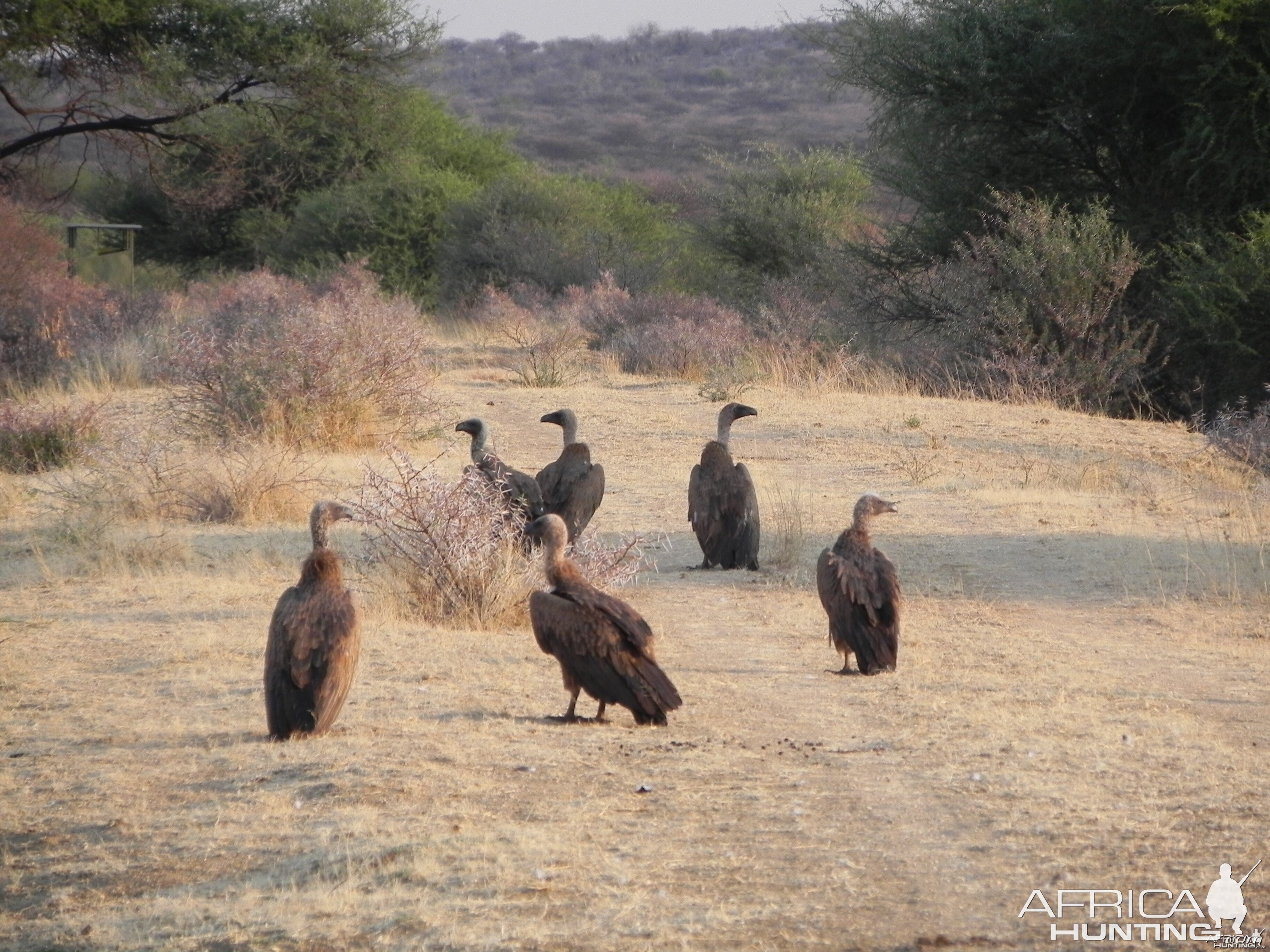 Vultures Namibia