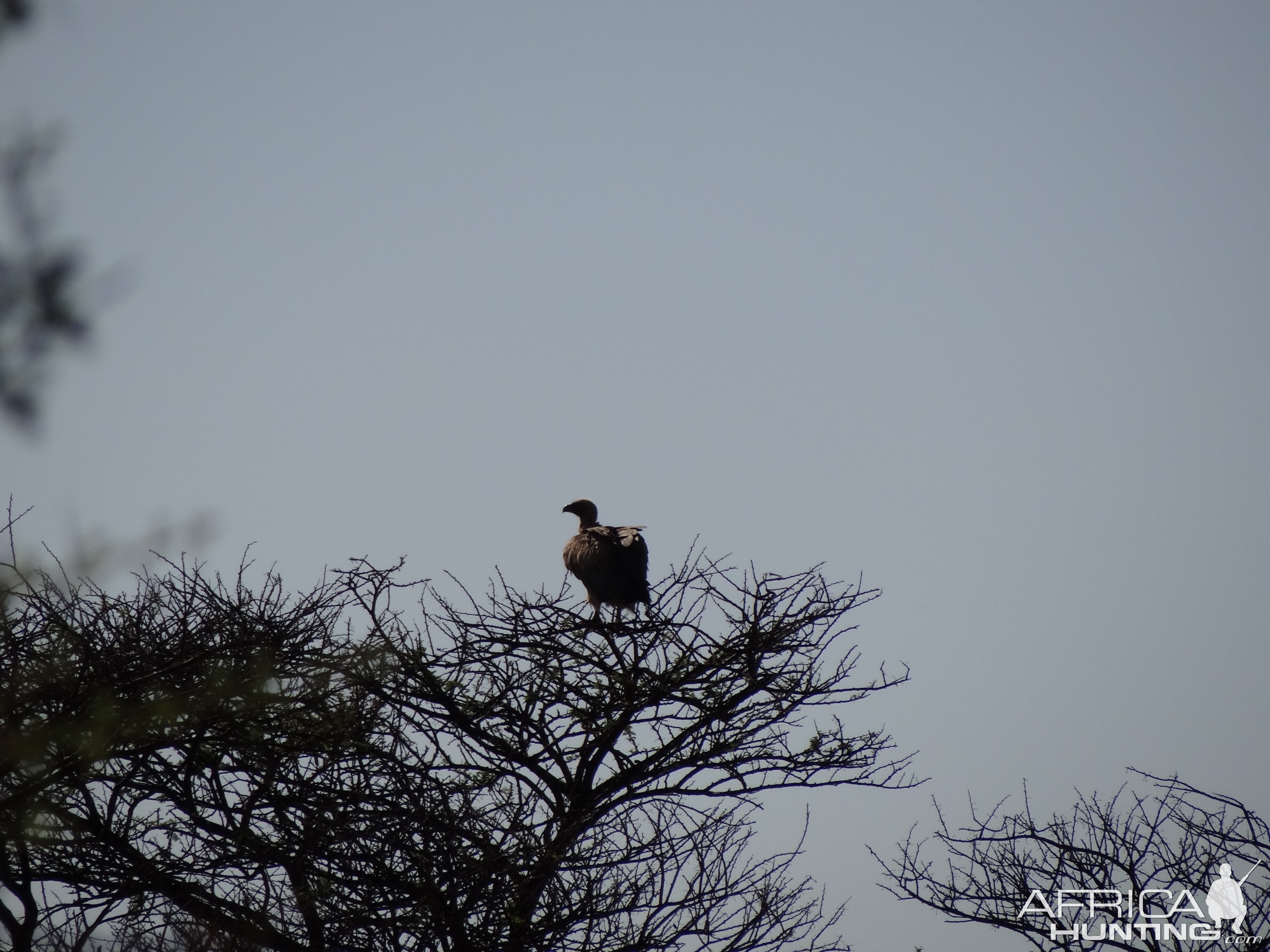 Vultures Namibia