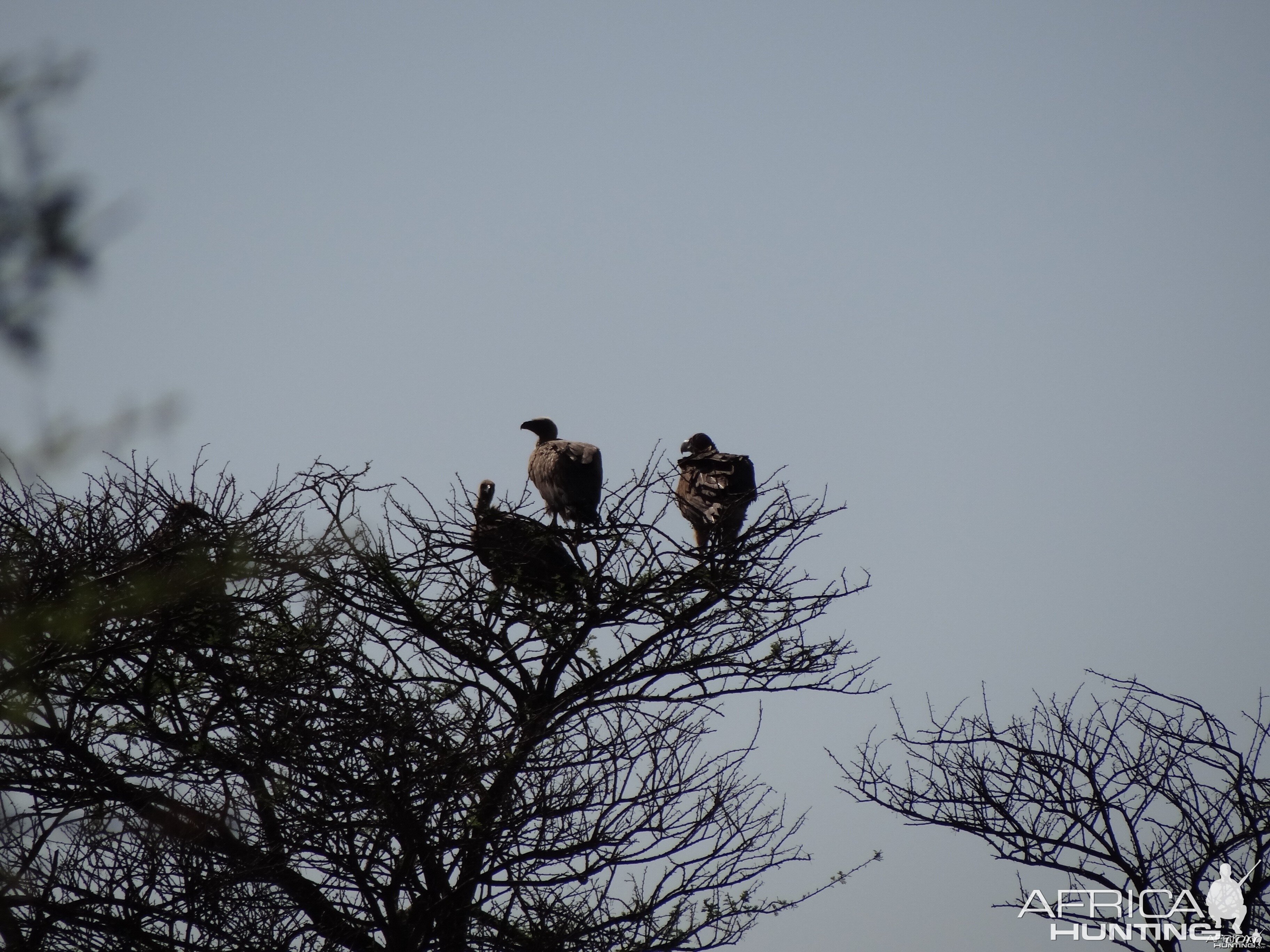 Vultures Namibia