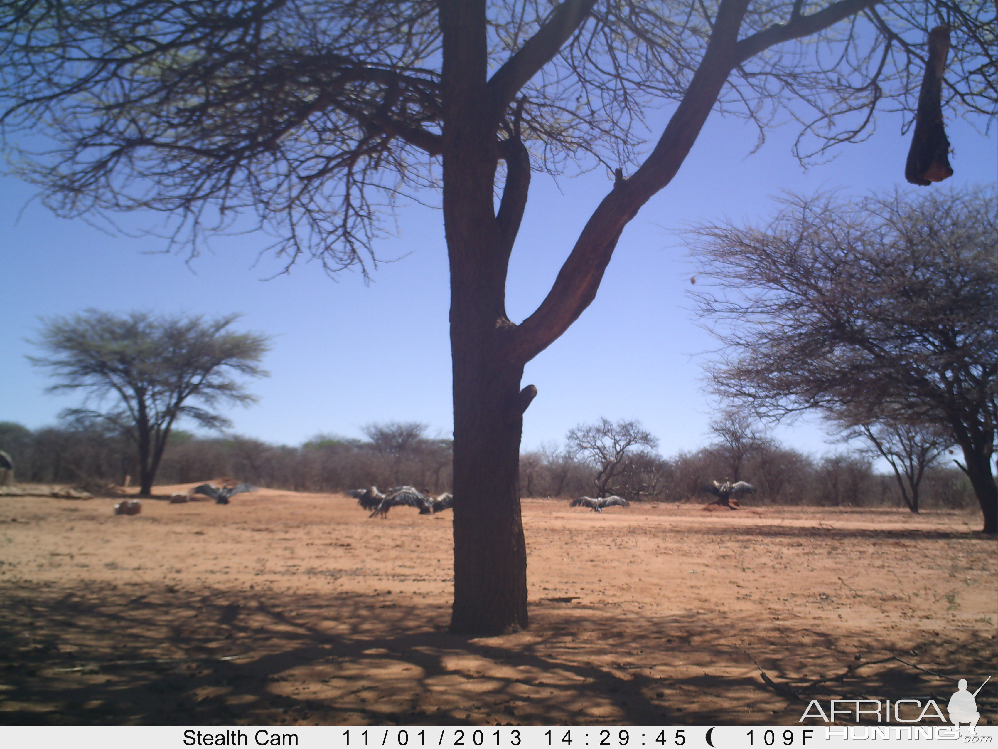 Vultures Trail Camera