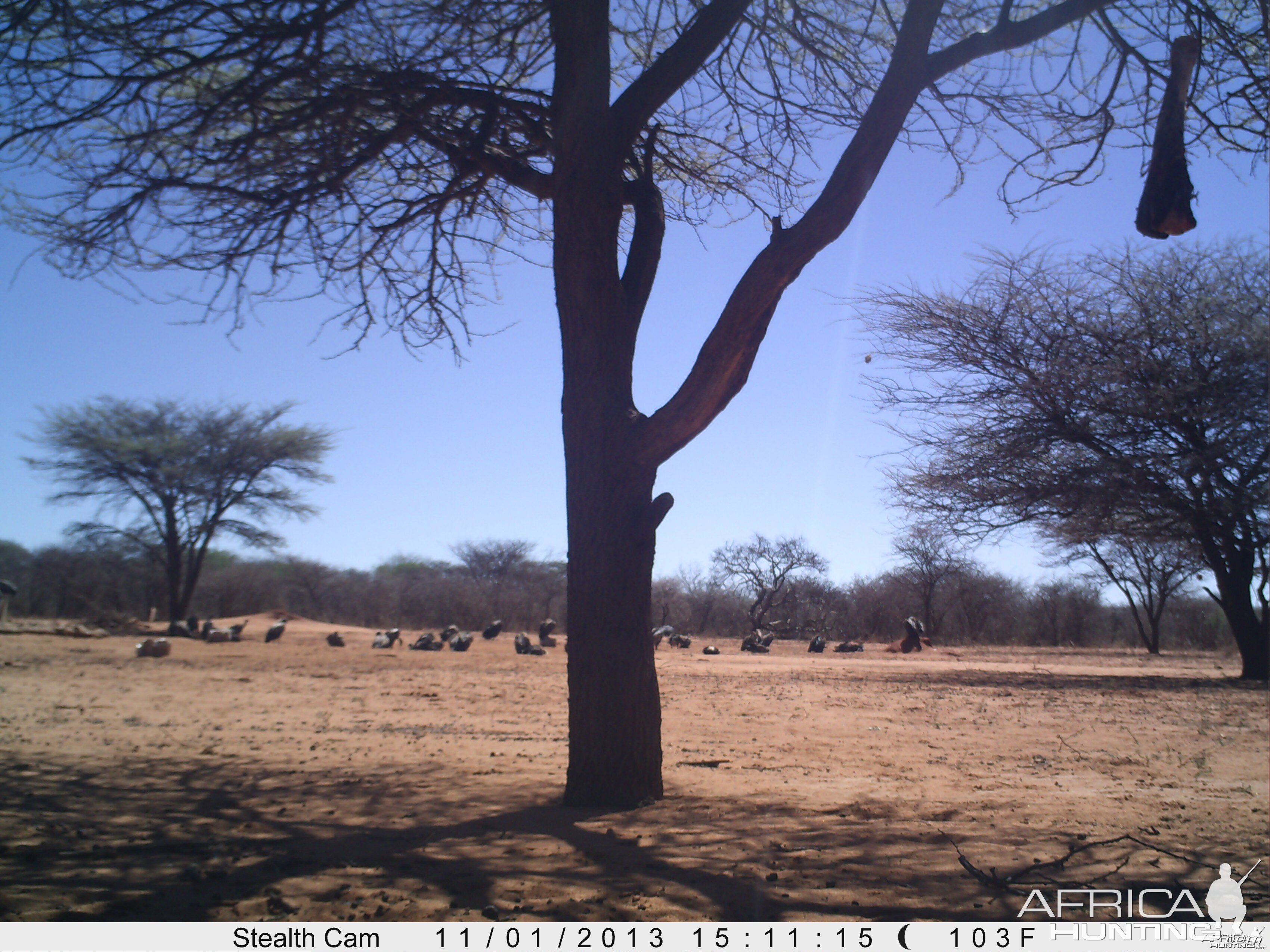 Vultures Trail Camera