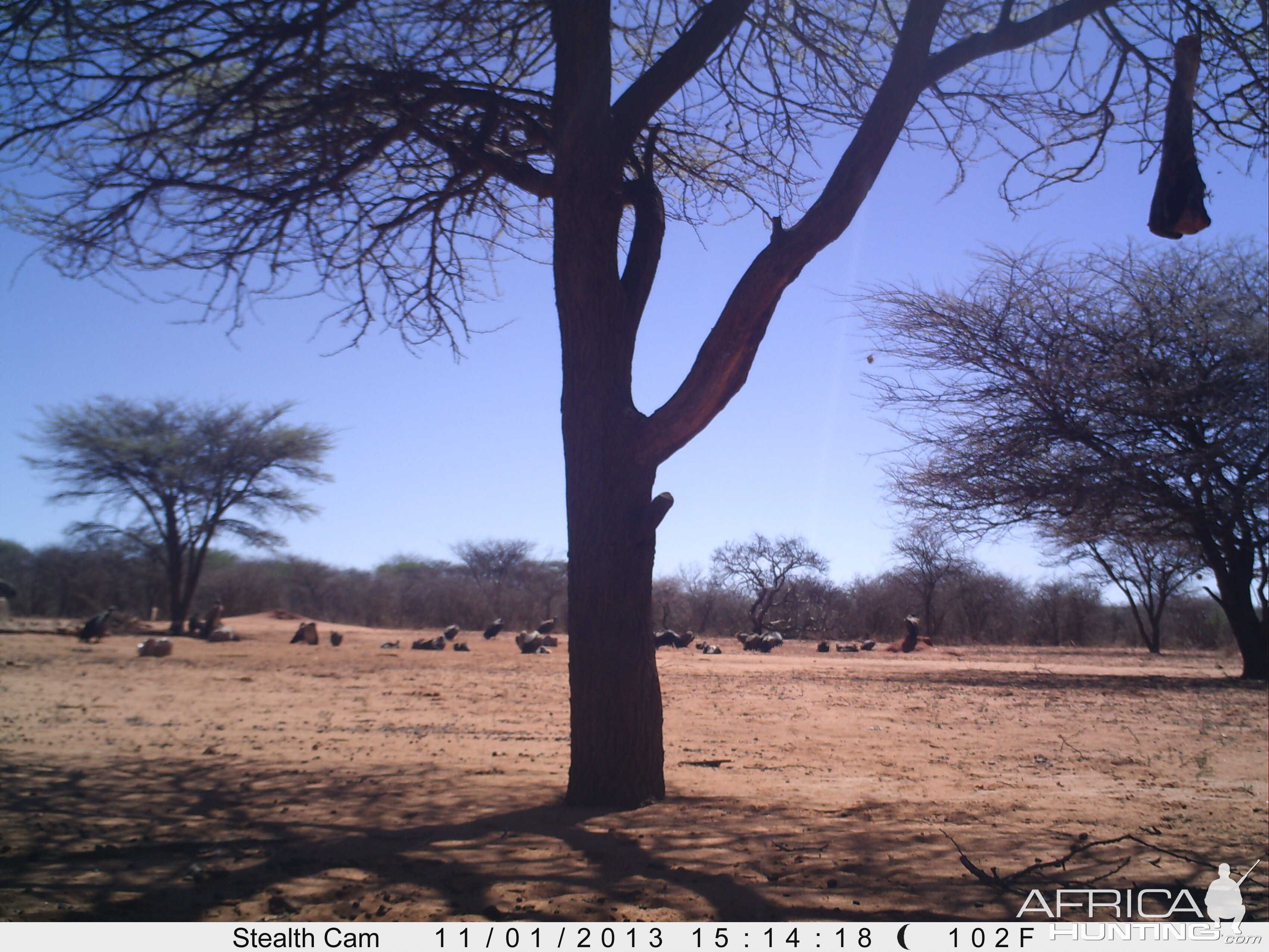 Vultures Trail Camera