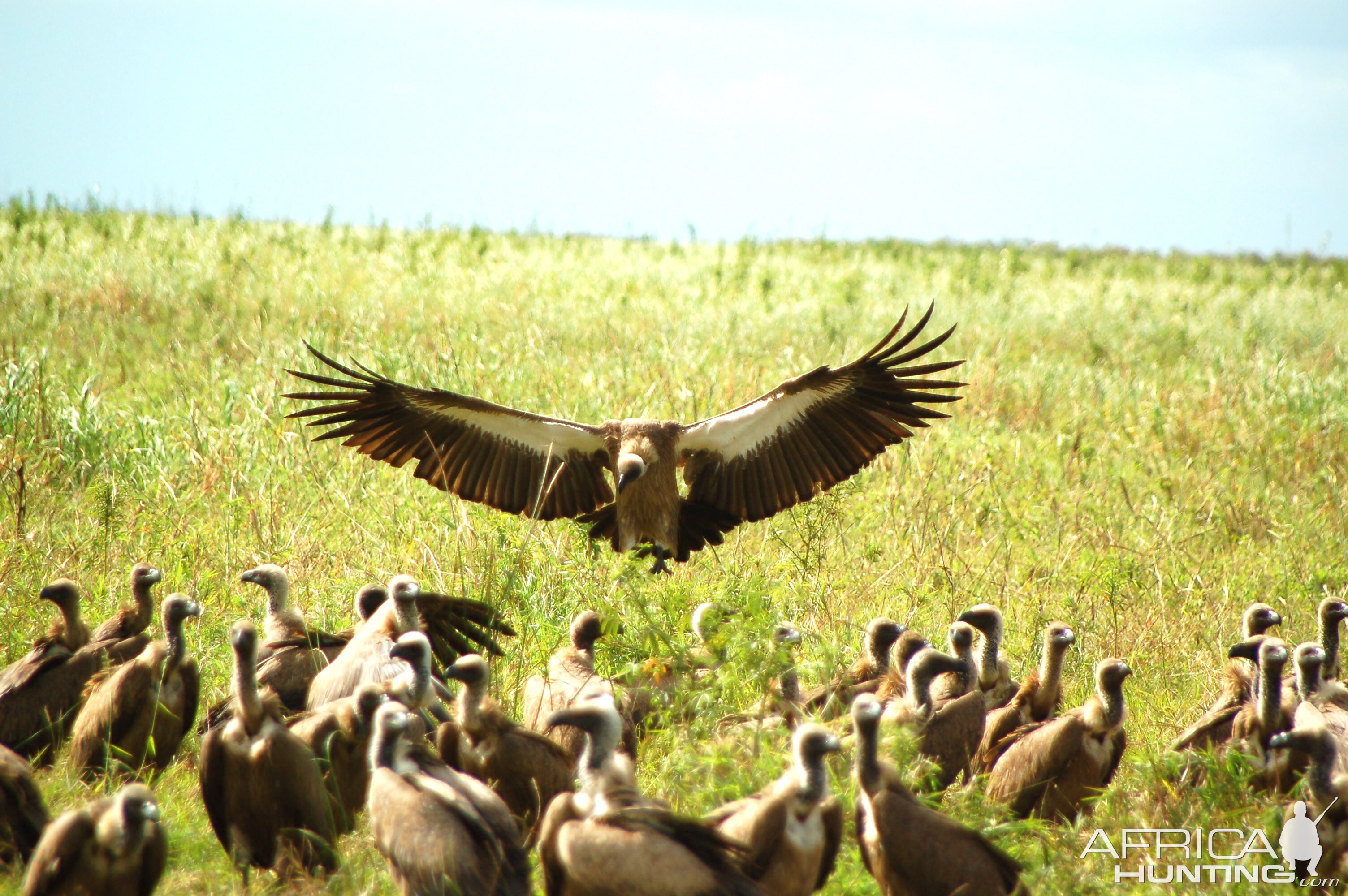 Vultures | AfricaHunting.com