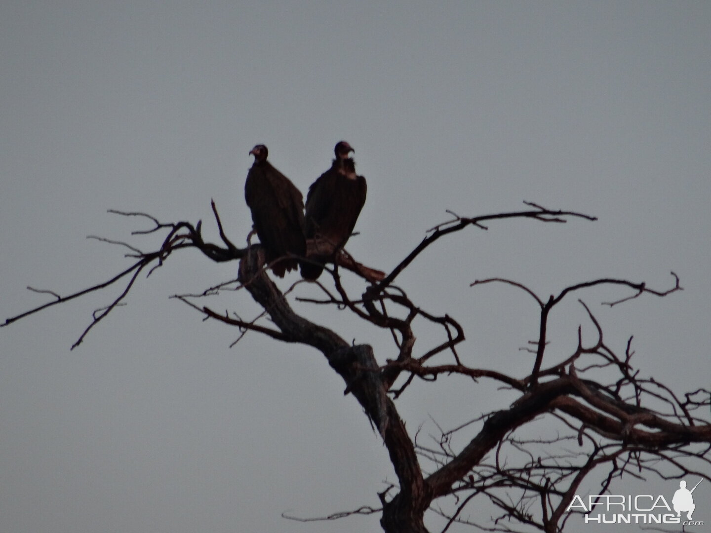 Vultures