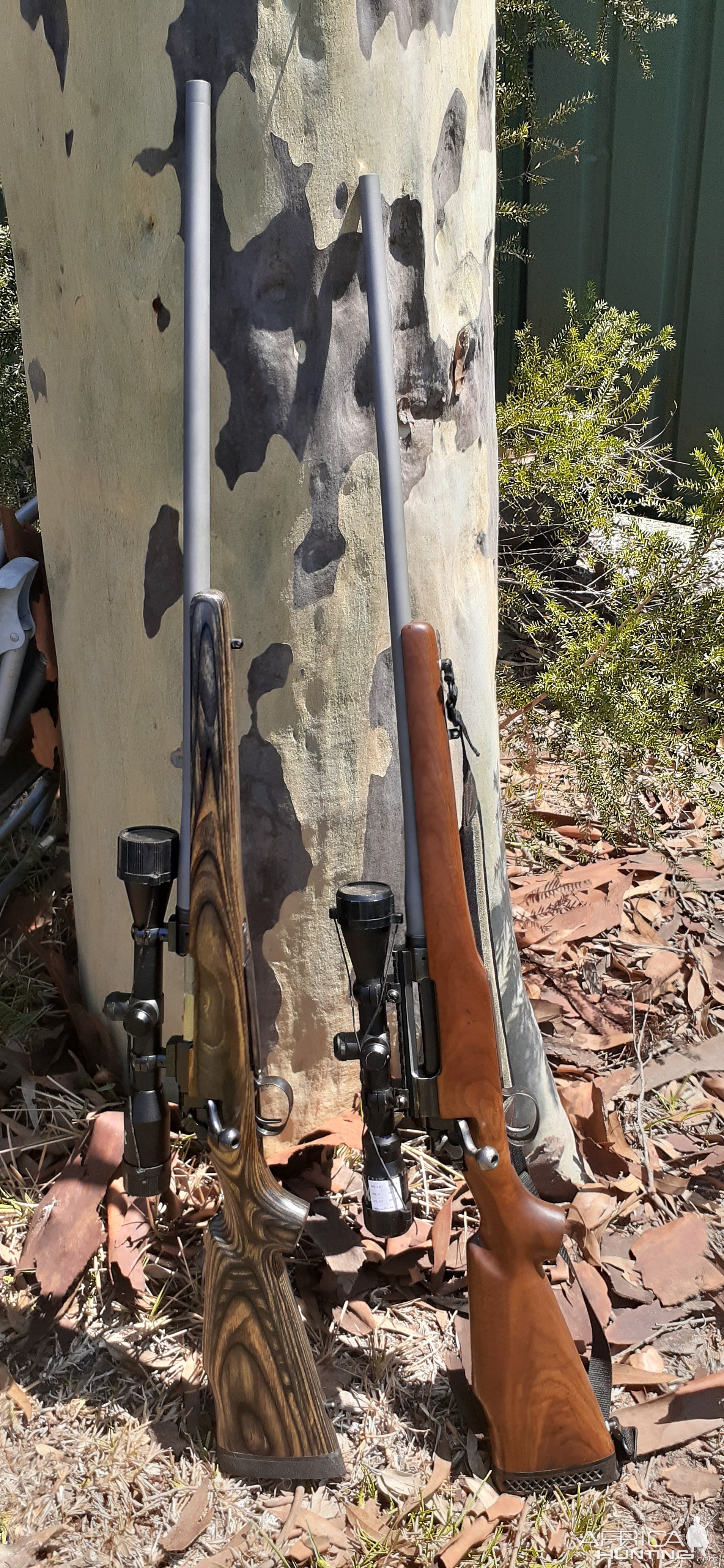 Walnut & Laminated Stocks Hunting Rifles | AfricaHunting.com