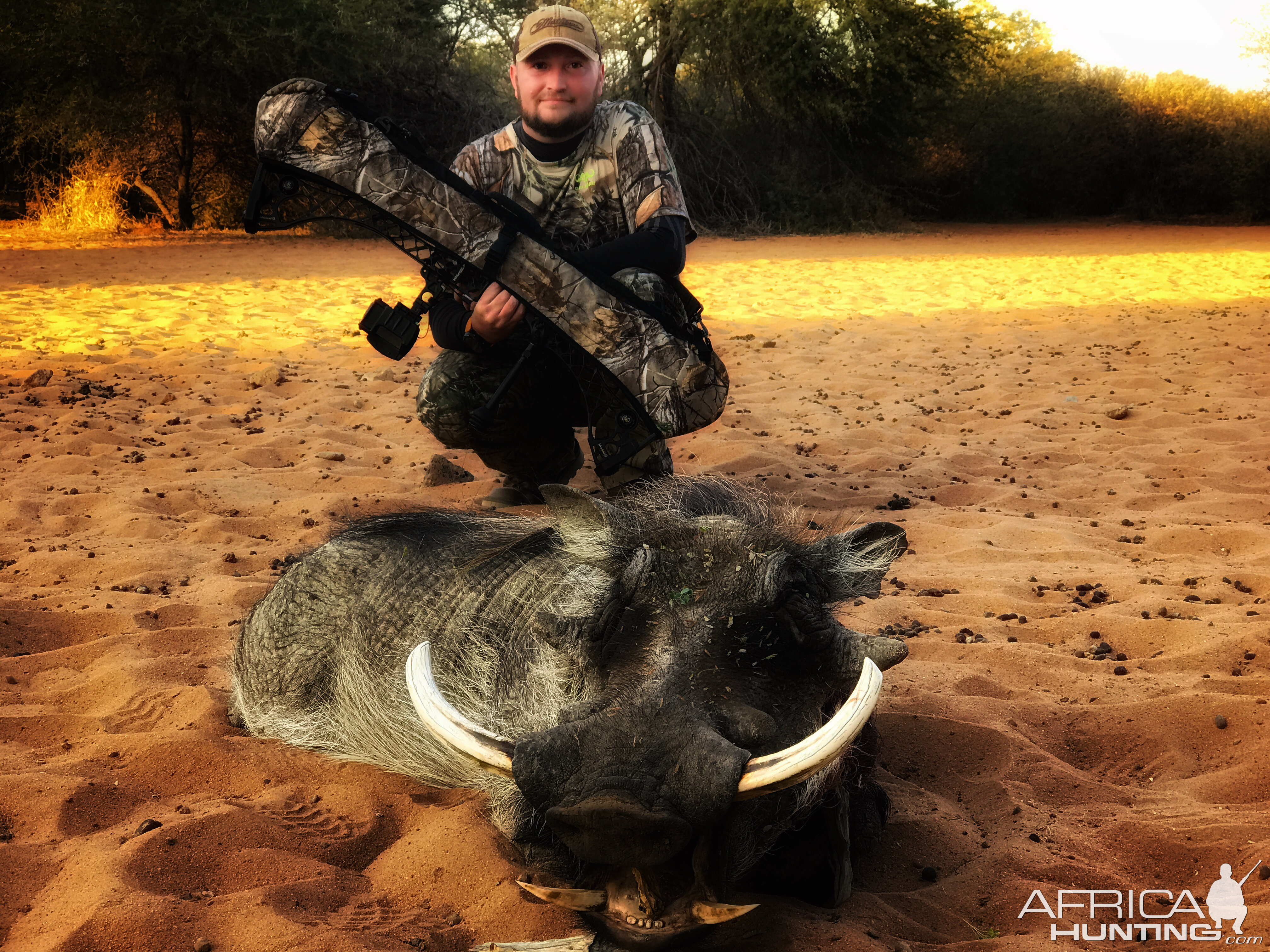 Warthog “Phacochoerus Africanus” Bowhunting South Africa