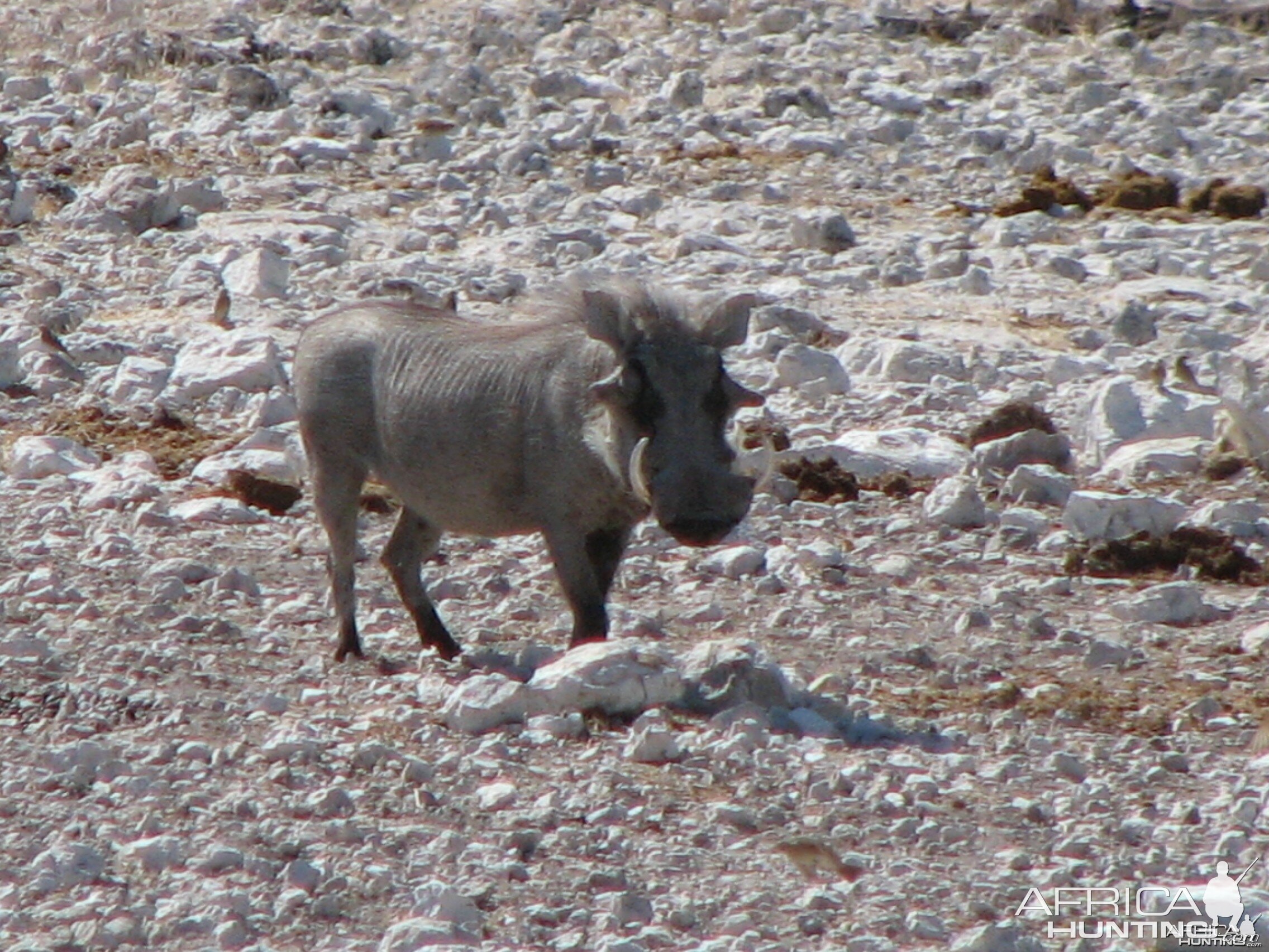 Warthog at Etosha National Park, Namibia