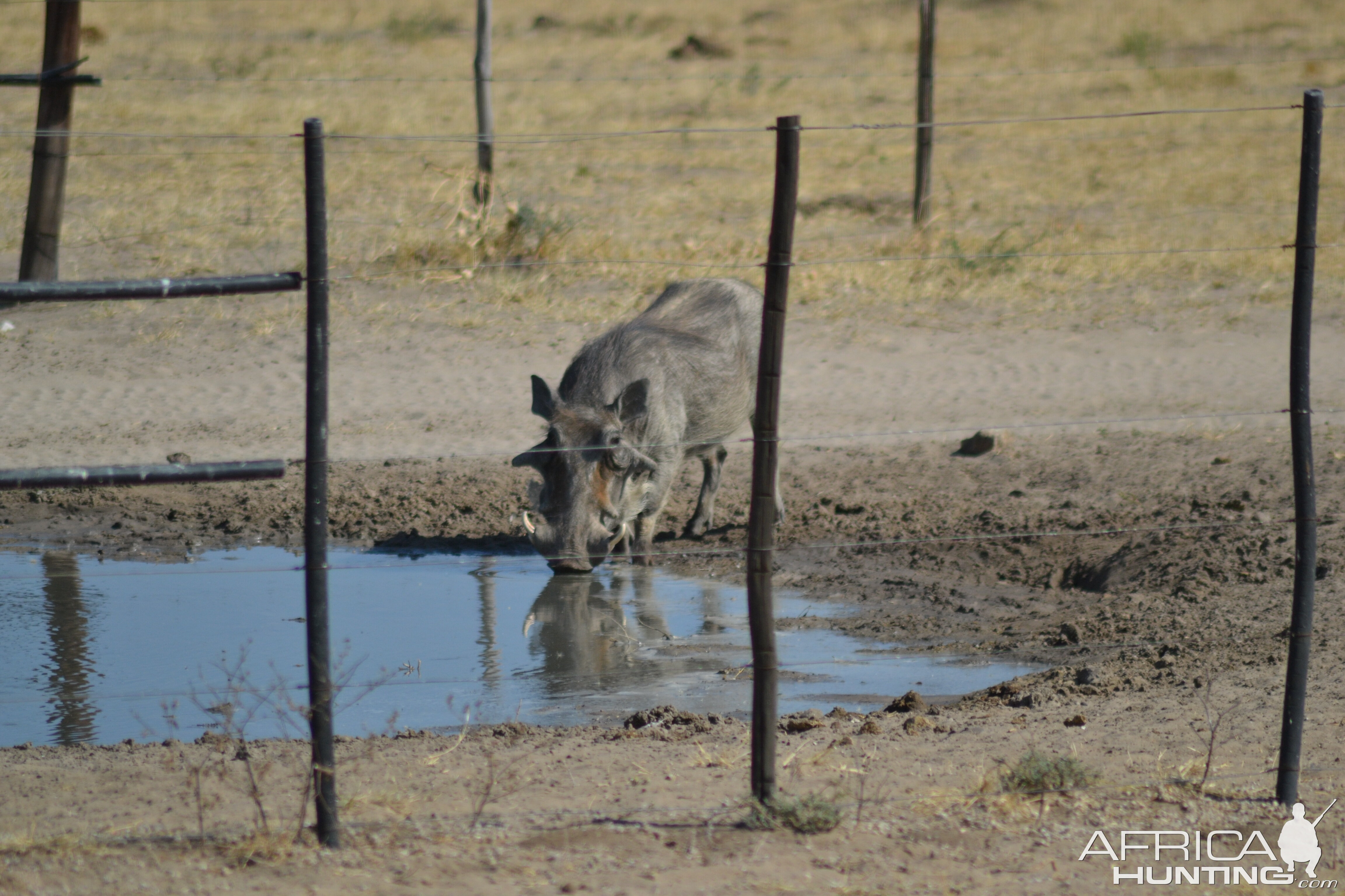 Warthog at waterhole Namibia