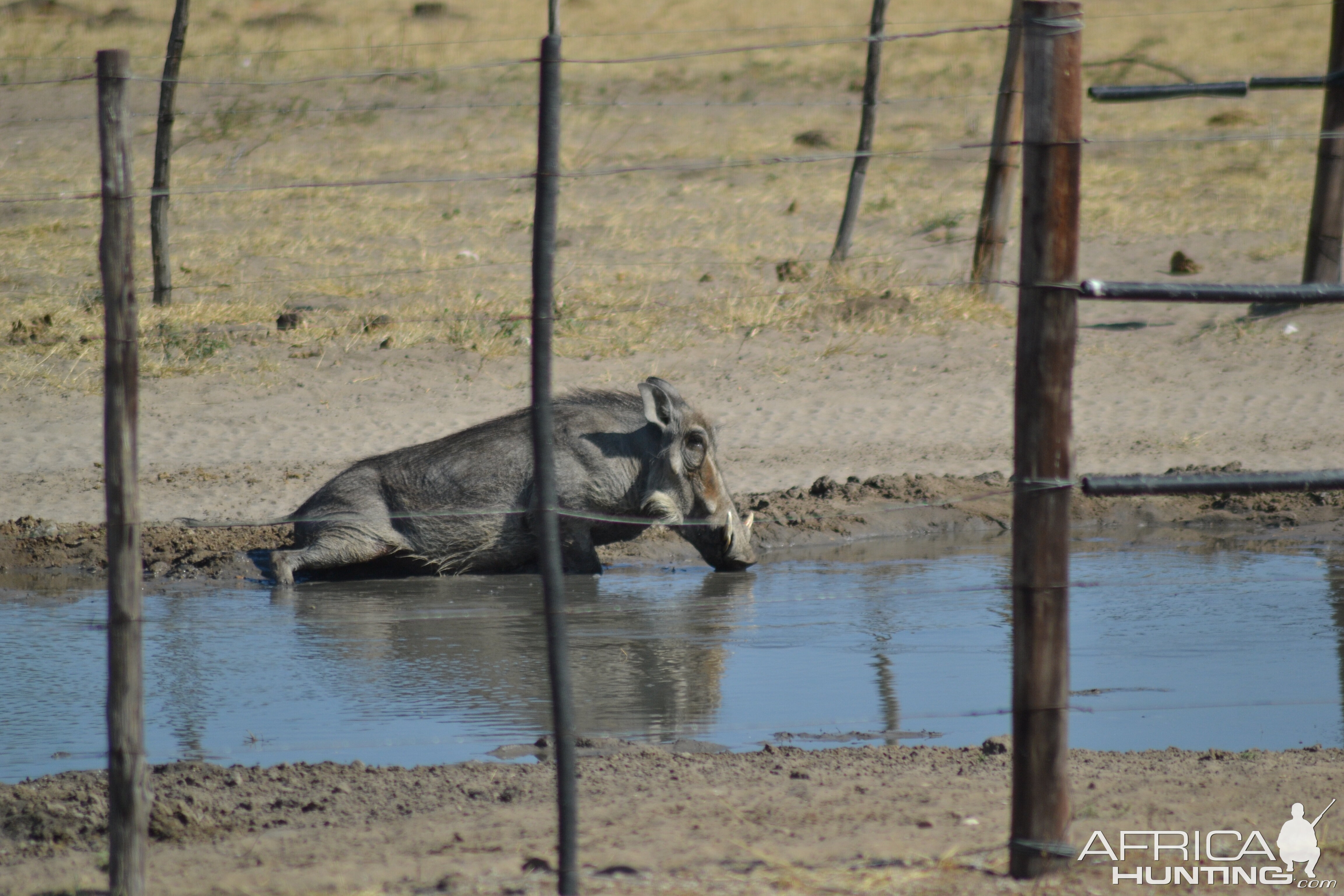 Warthog at waterhole Namibia