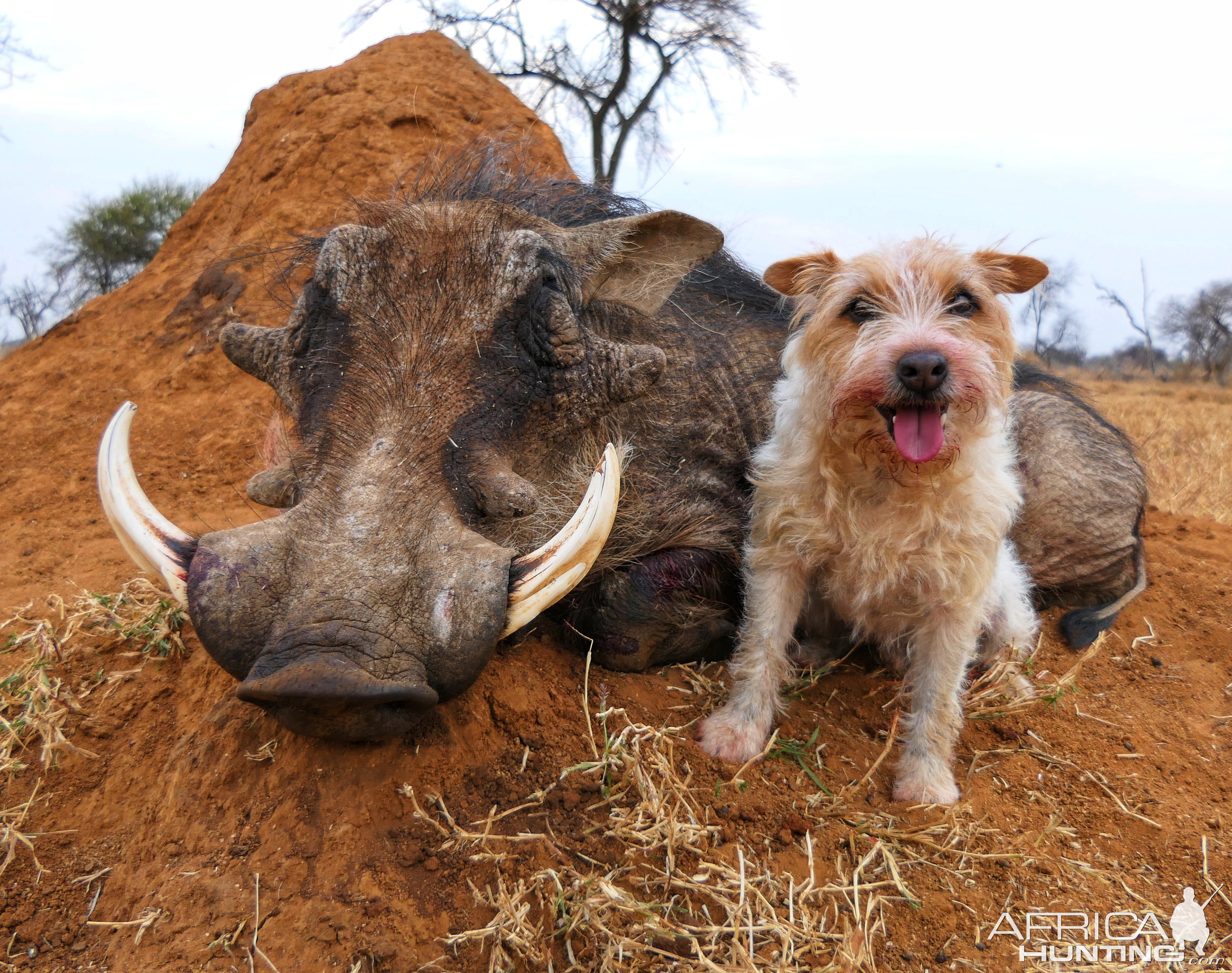 Warthog Bow Hunt South Africa