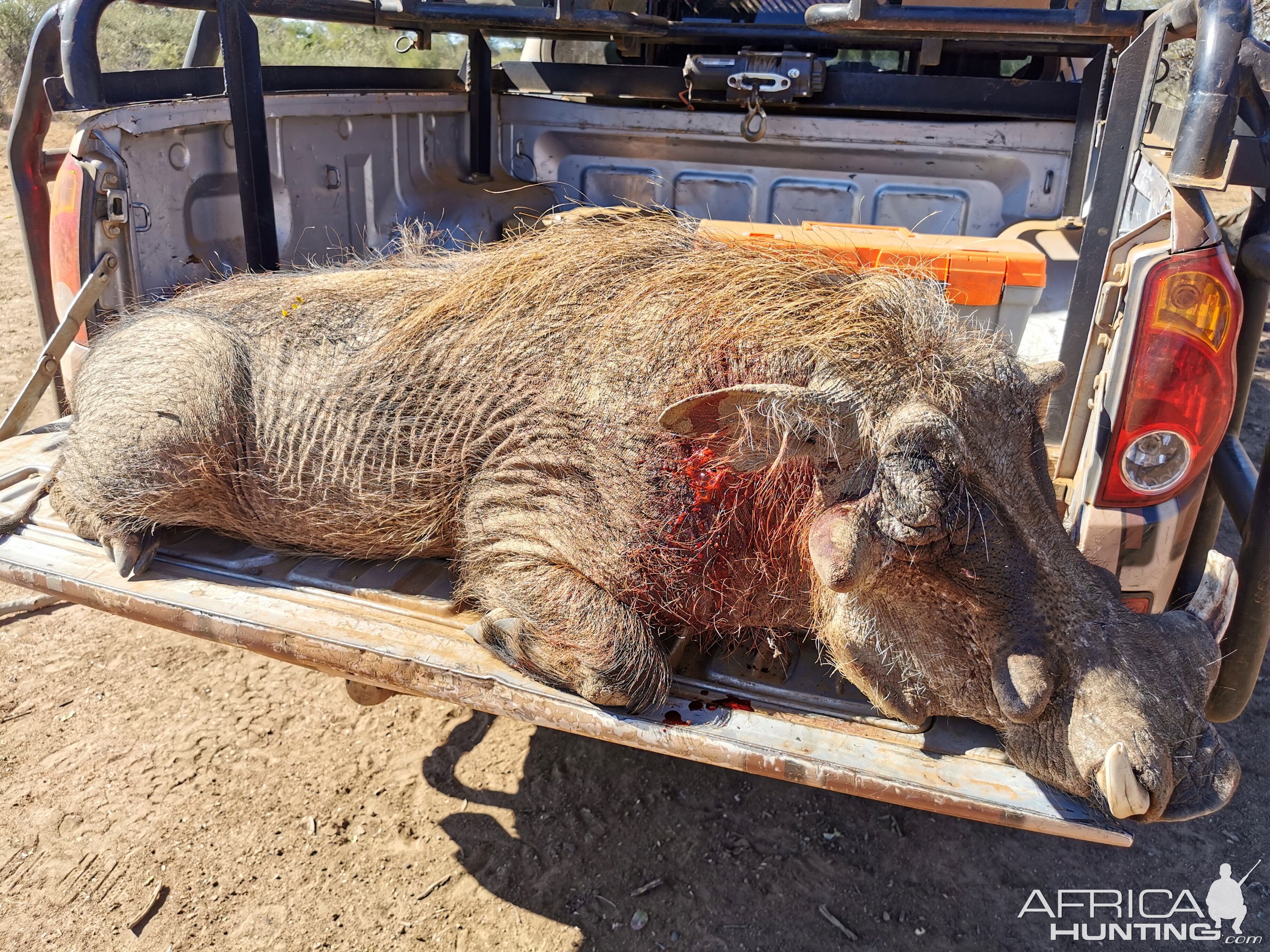 Warthog Bow Hunting South Africa