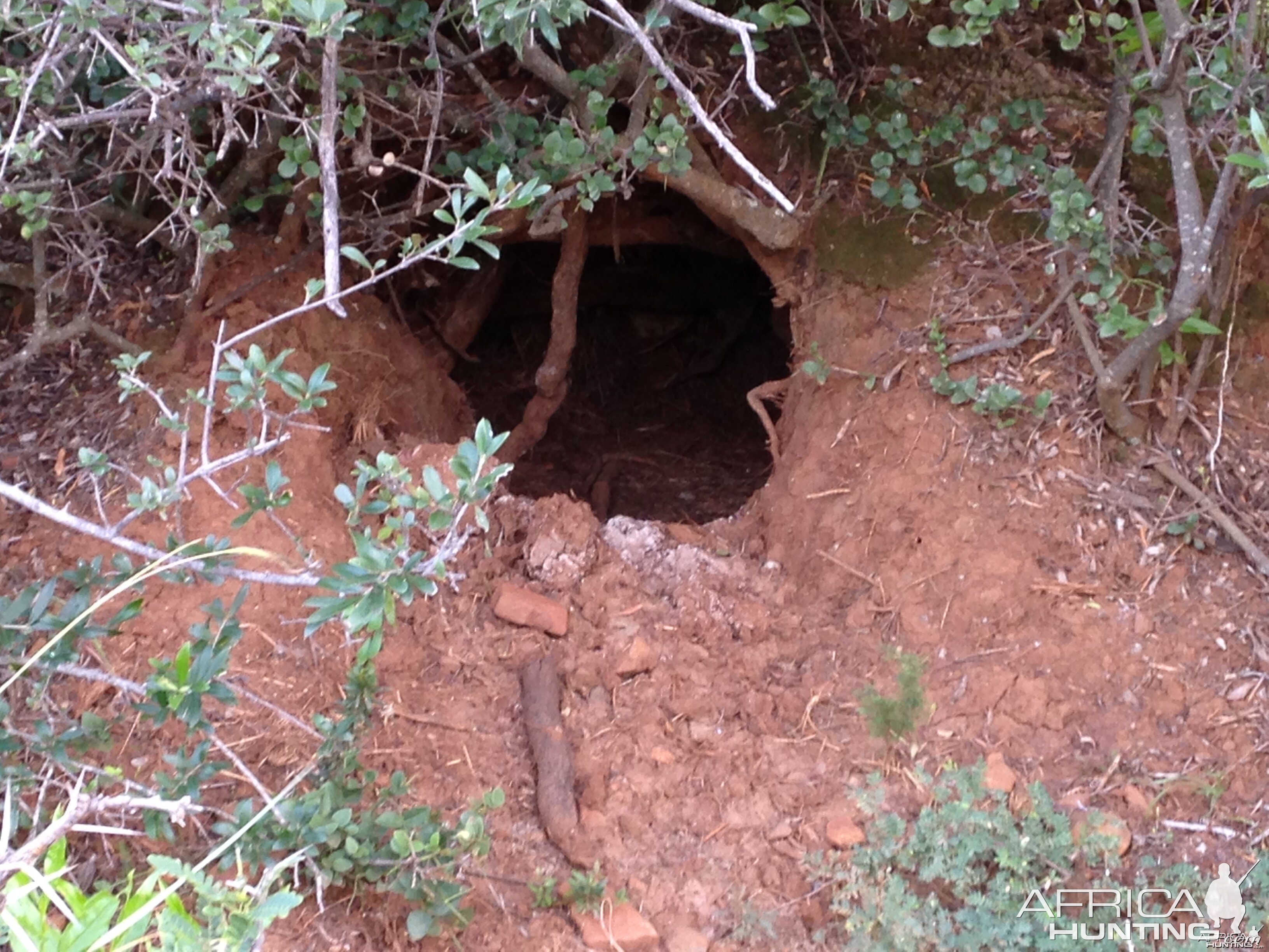 Warthog burrow