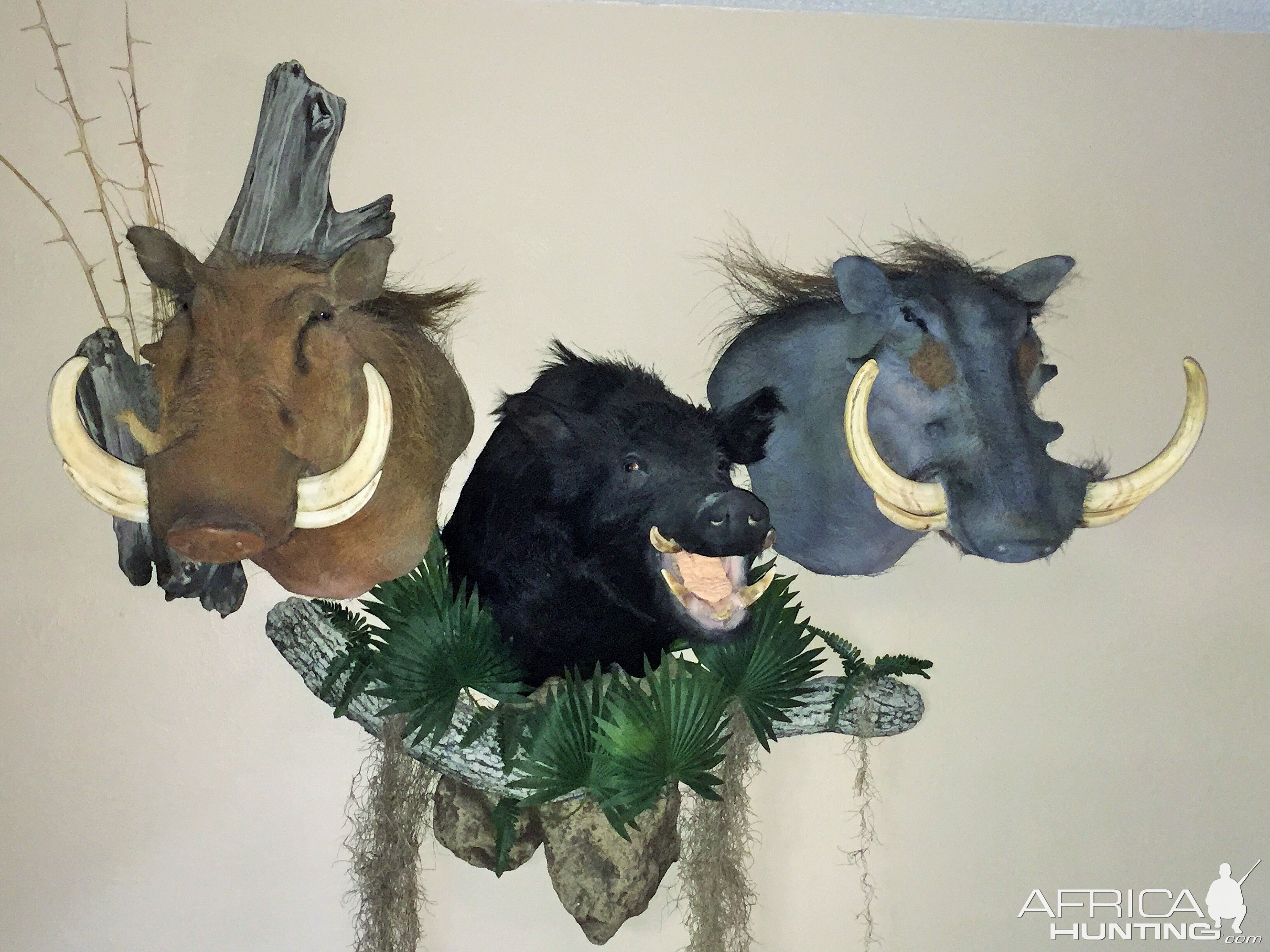 Warthog & Bushpig Combo Wall Mount Taxidermy