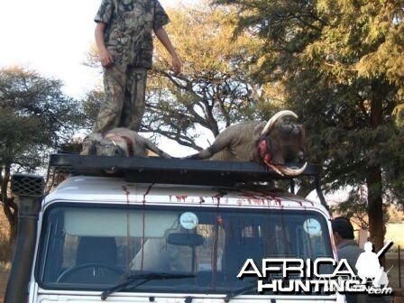 Warthog - Bushwack Safaris