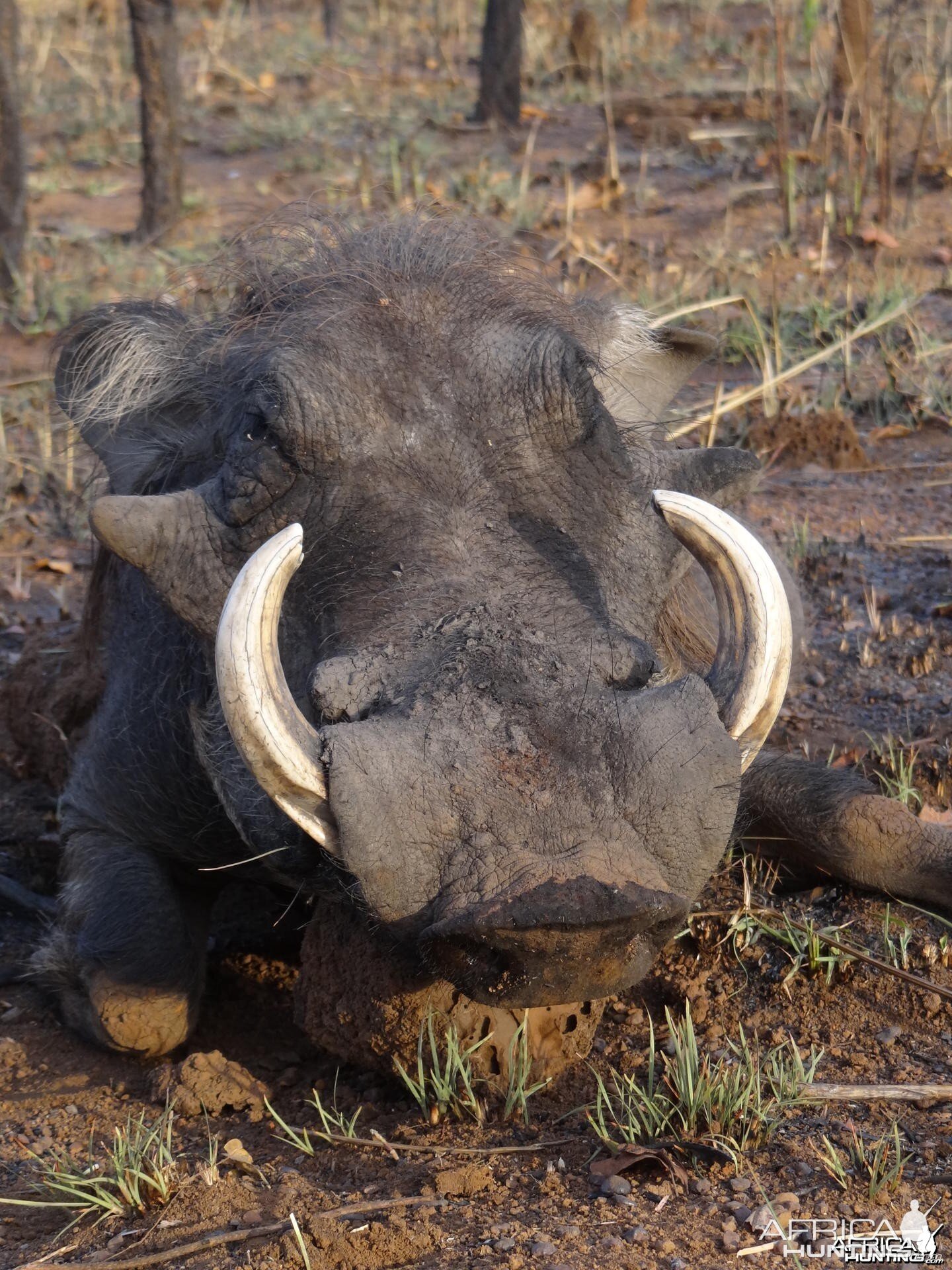 Warthog CAR