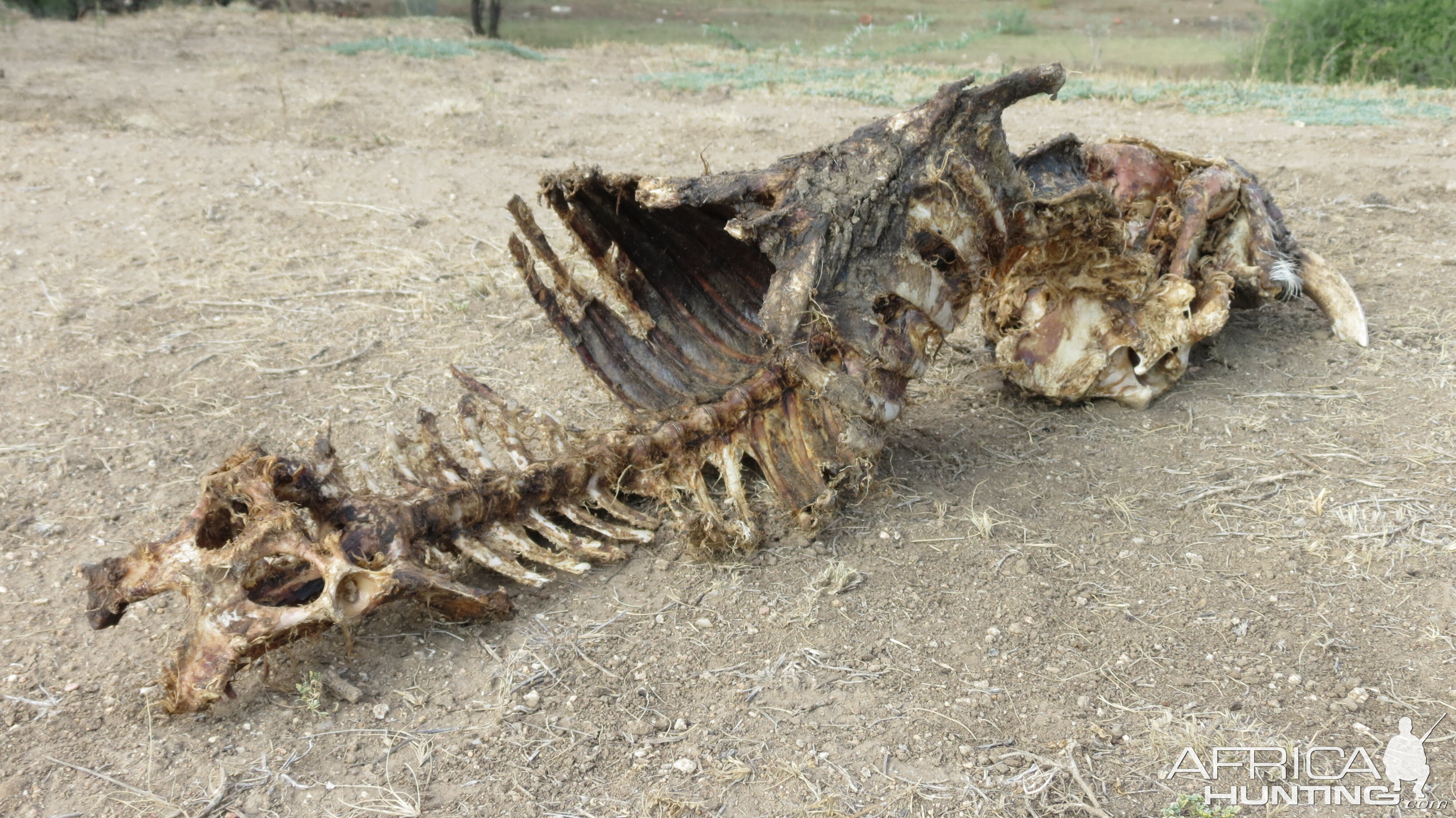 Warthog Carcass Namibia