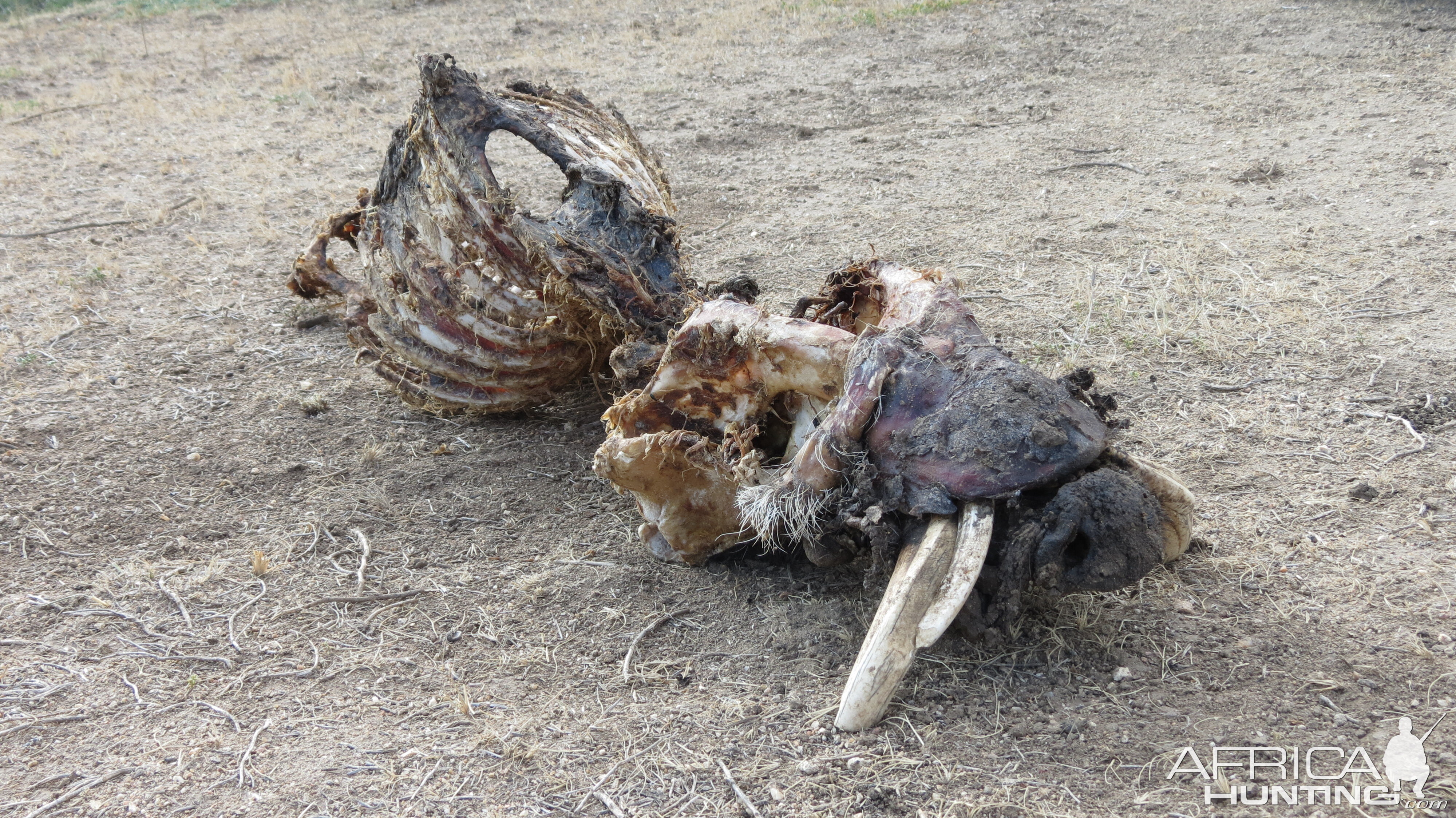 Warthog Carcass Namibia