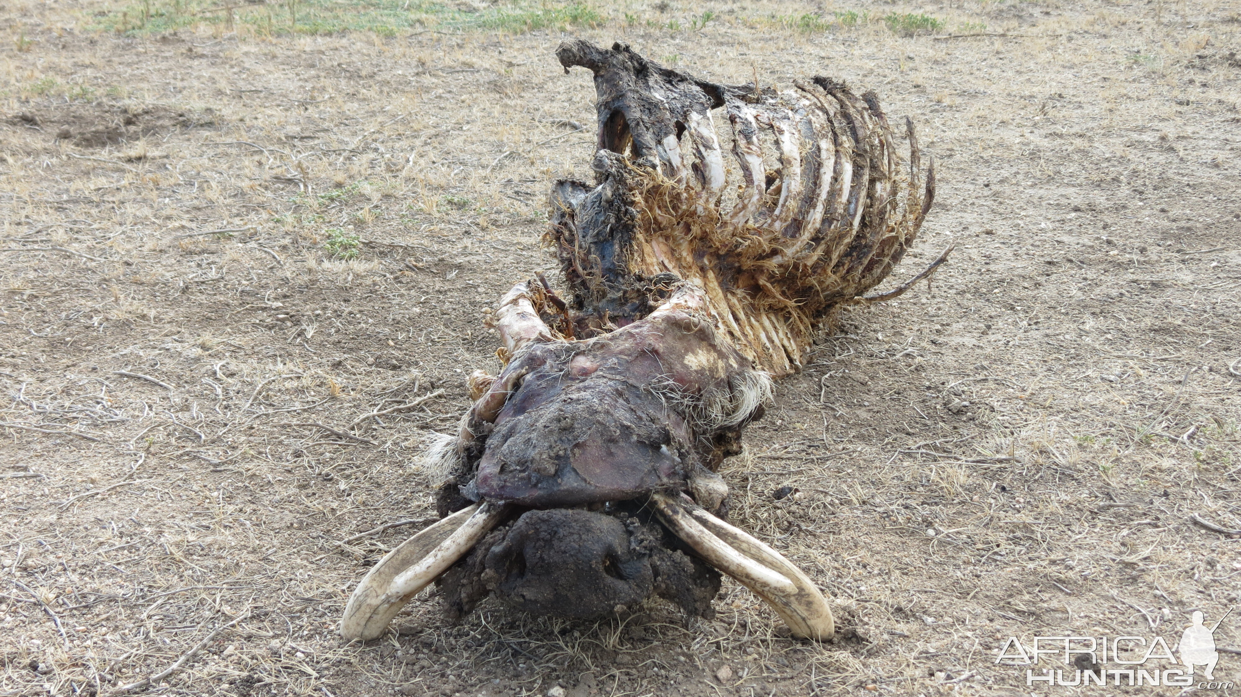 Warthog Carcass Namibia