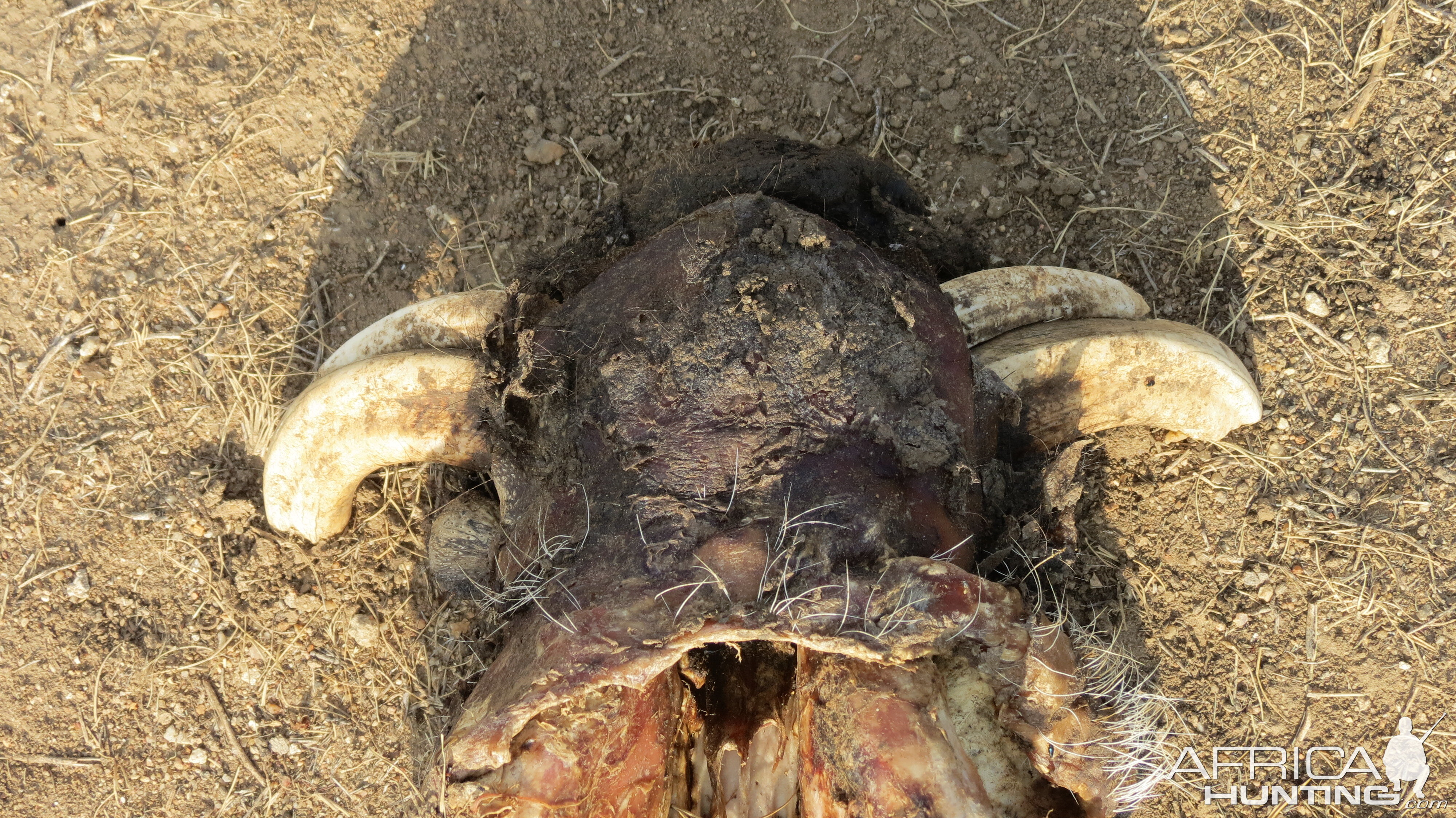 Warthog Carcass Namibia