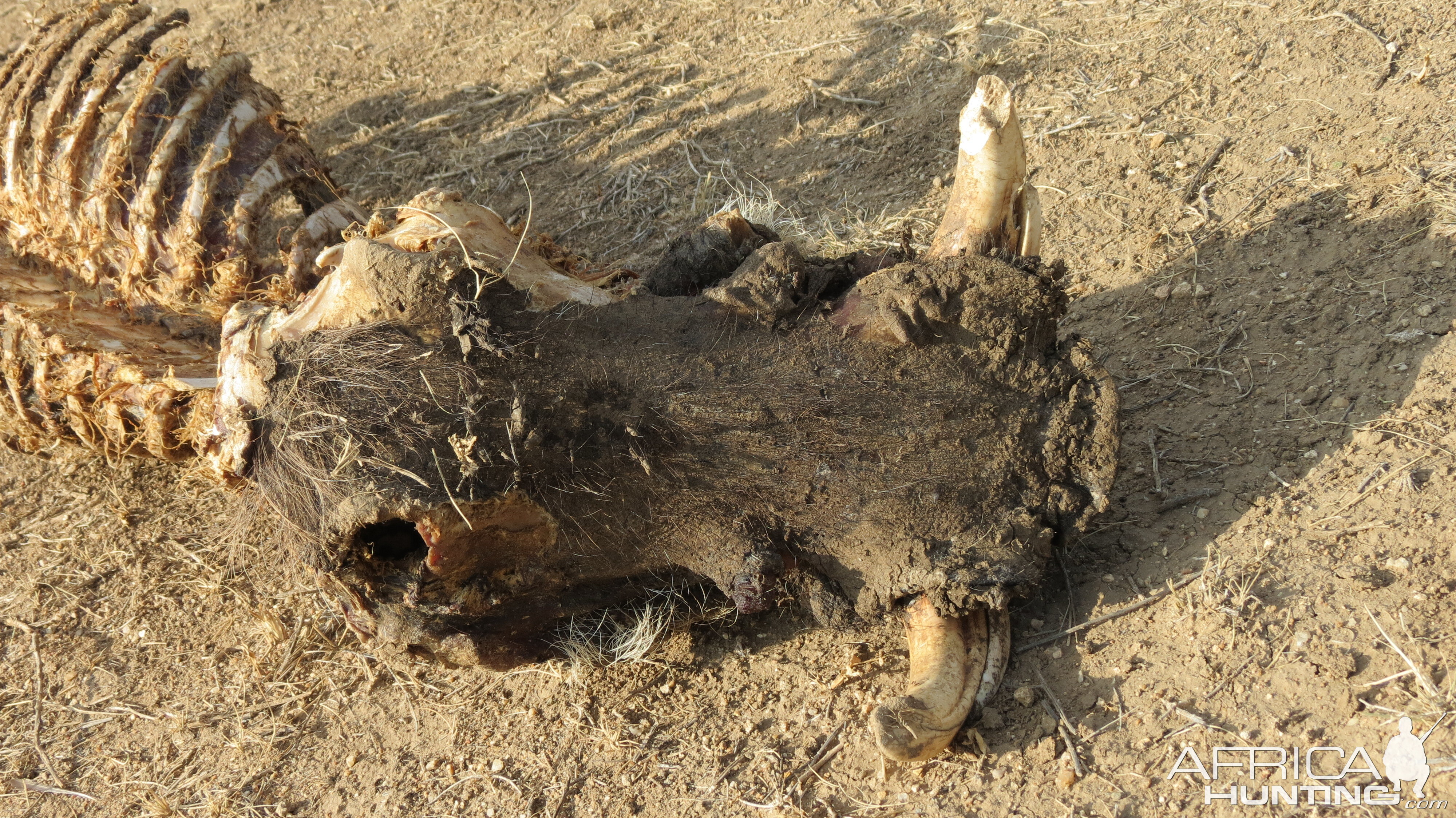 Warthog Carcass Namibia