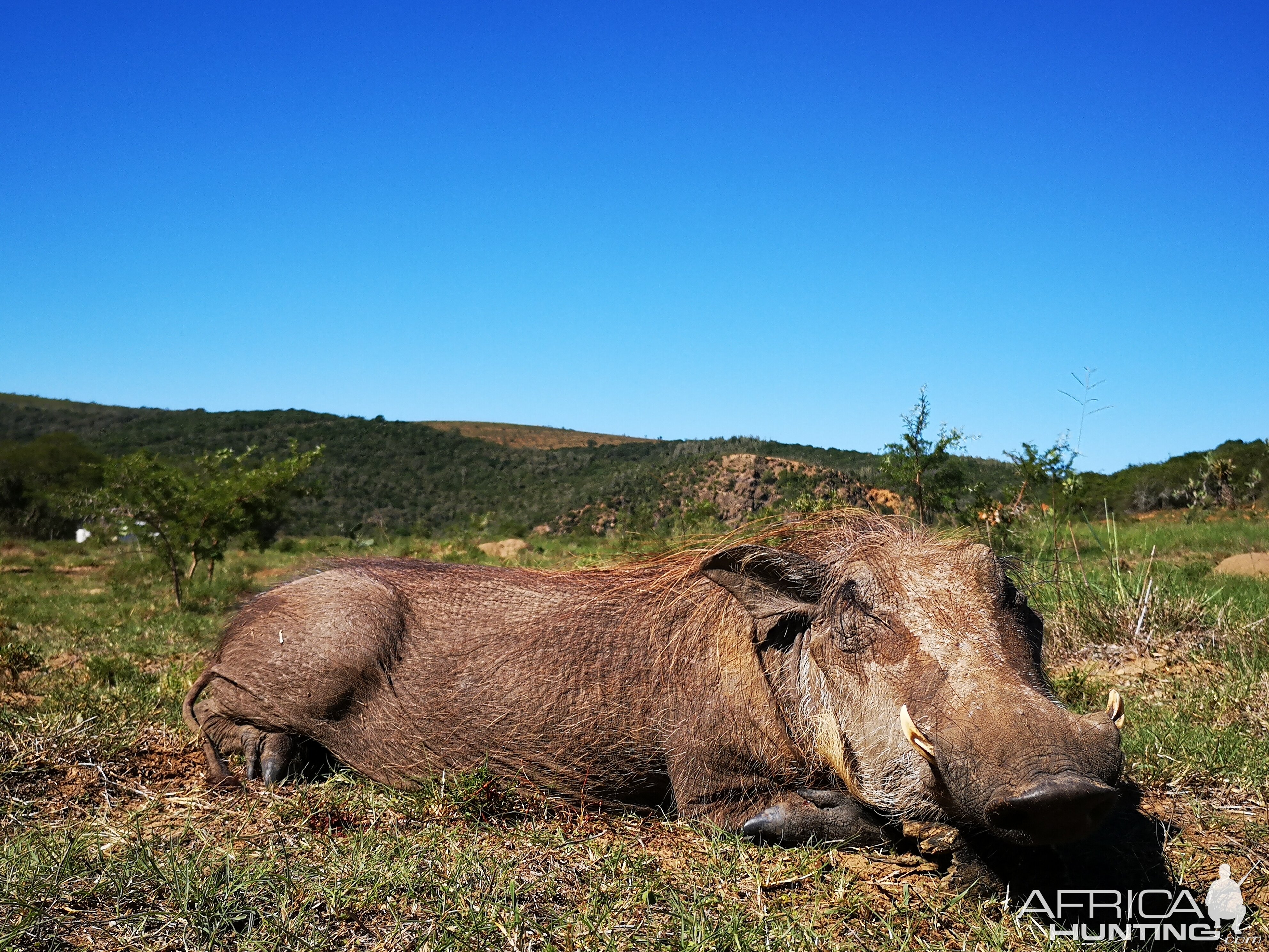 Warthog Cull Hunt South Africa