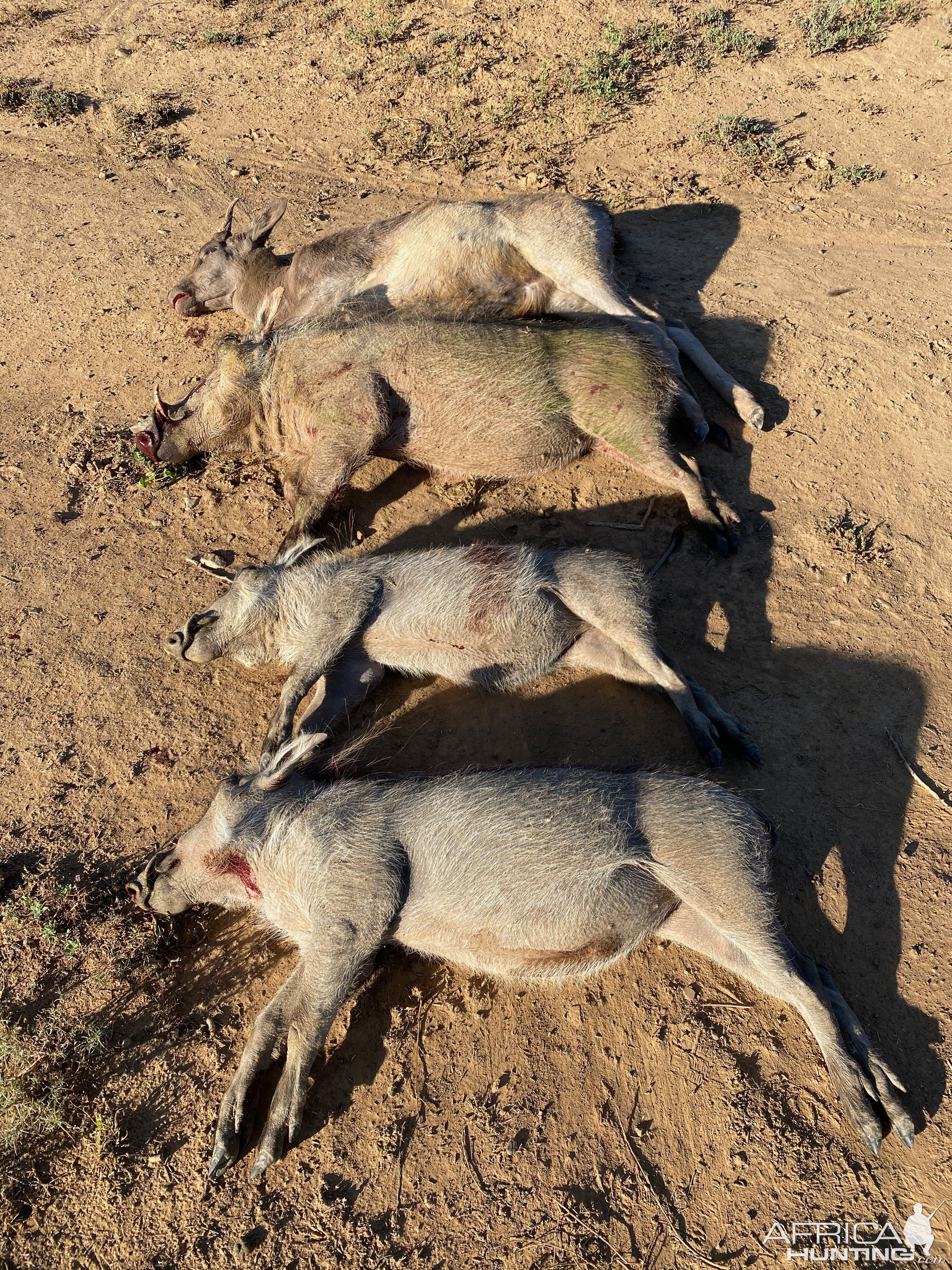 Warthog Cull Hunting Eastern Cape South Africa