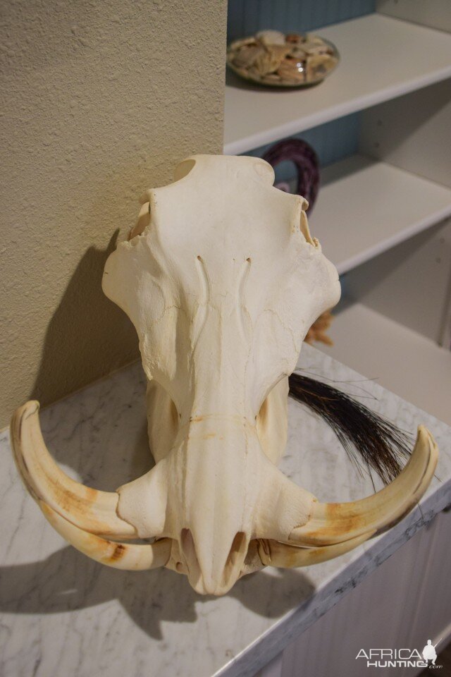 Warthog European Skull Mount Taxidermy