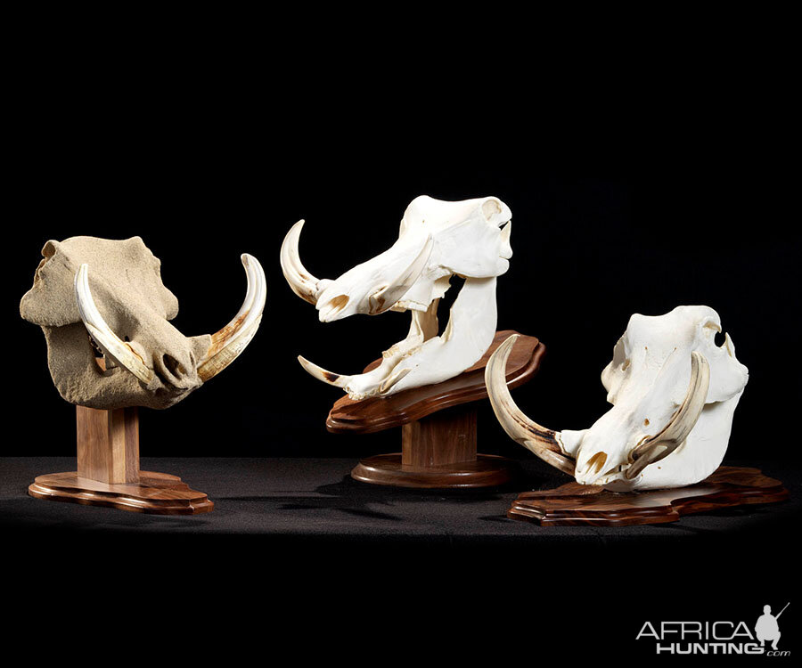 Warthog European Skull Mounts