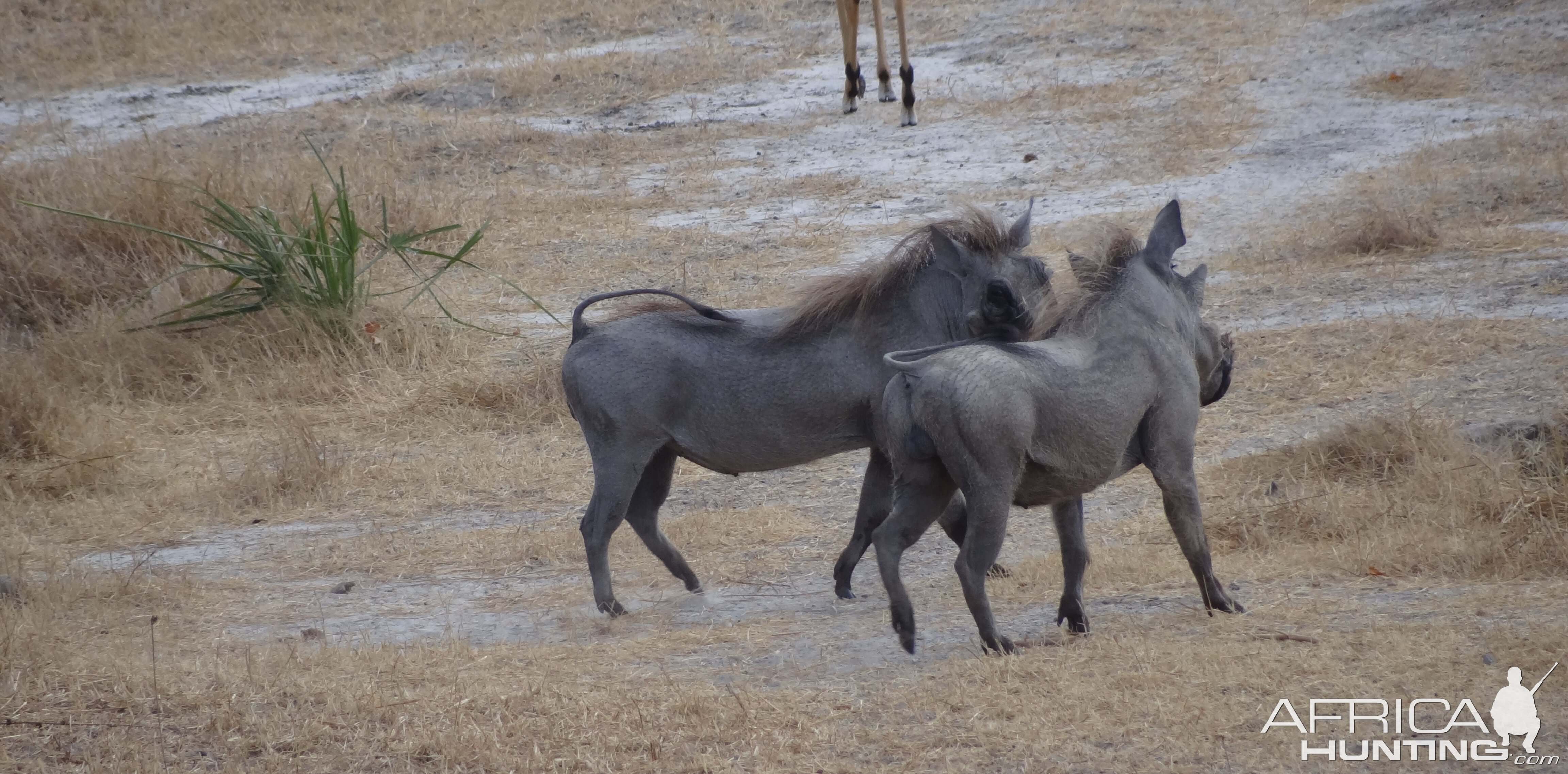 Warthog fight Tanzania