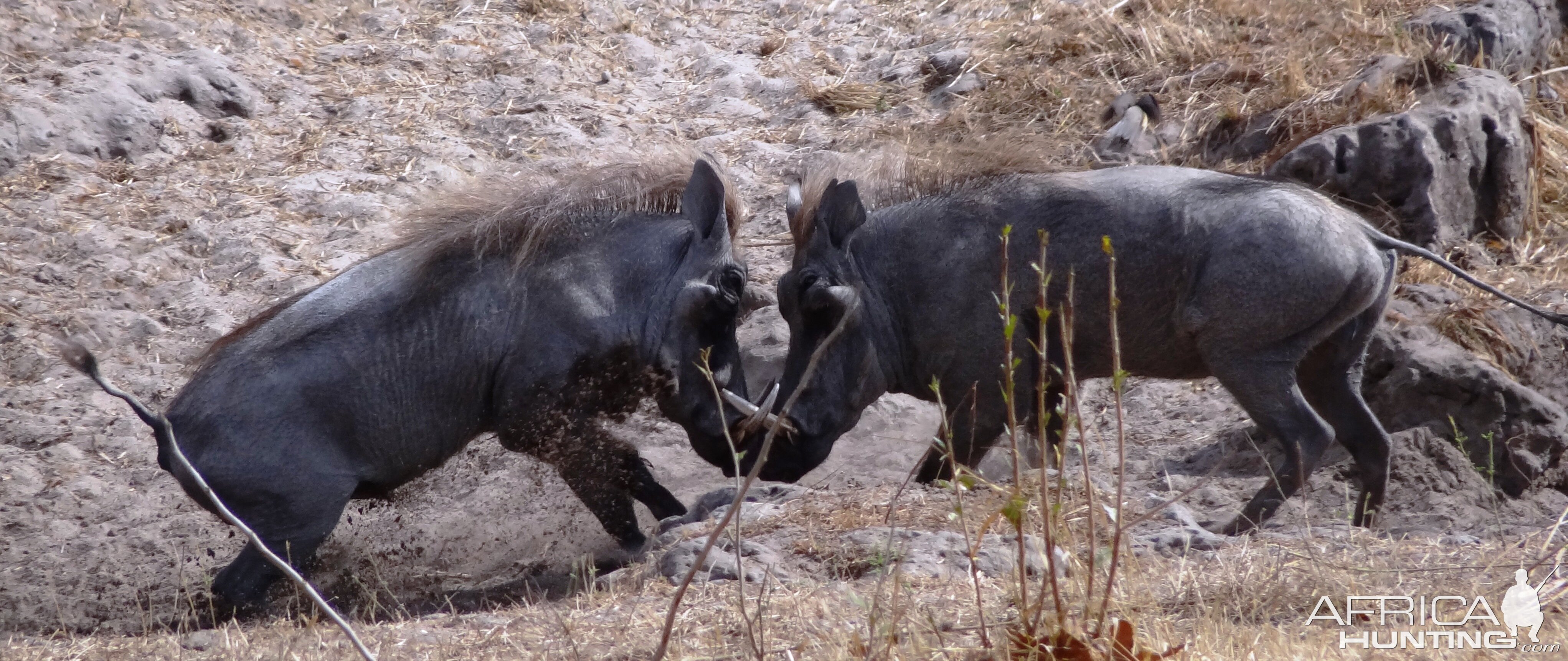 Warthog fight Tanzania